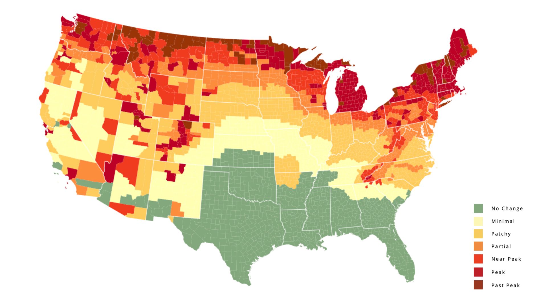 A map indicating peak times for fall foliage in the U.S. 