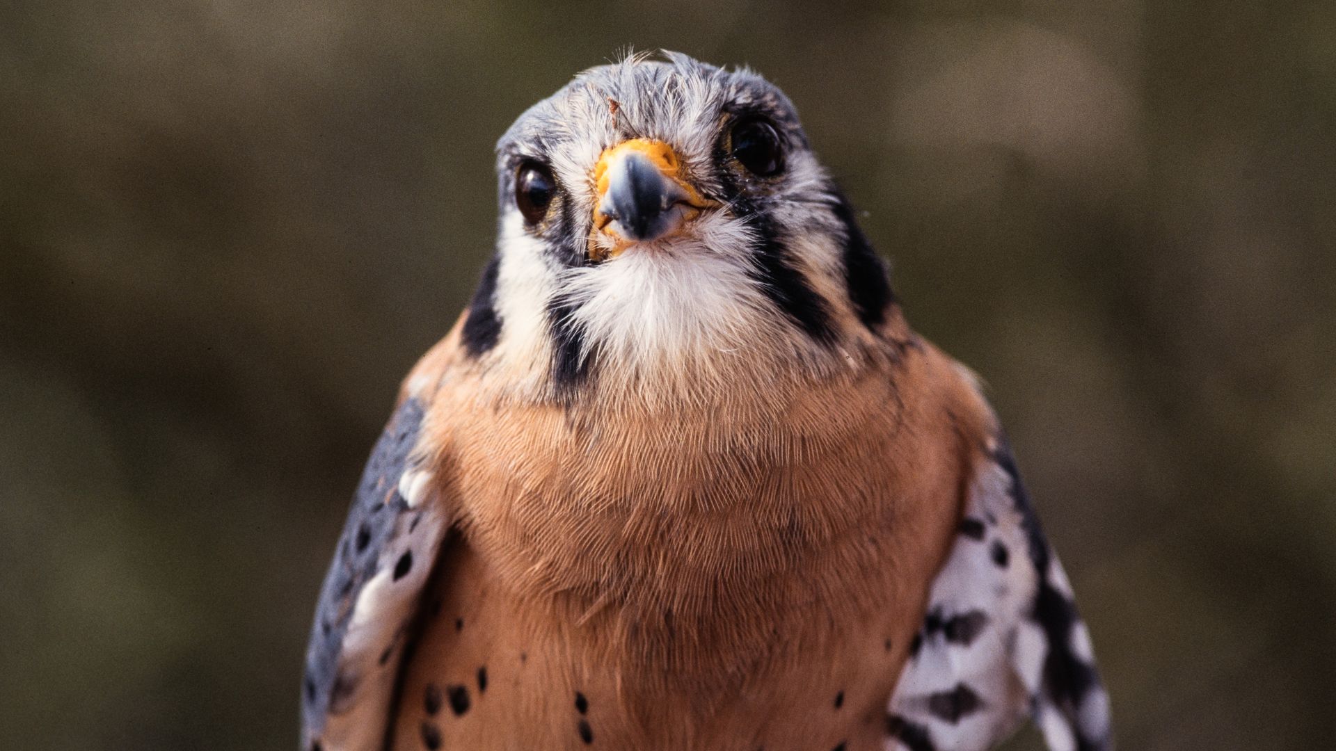 An American Kestrel looking at the camera