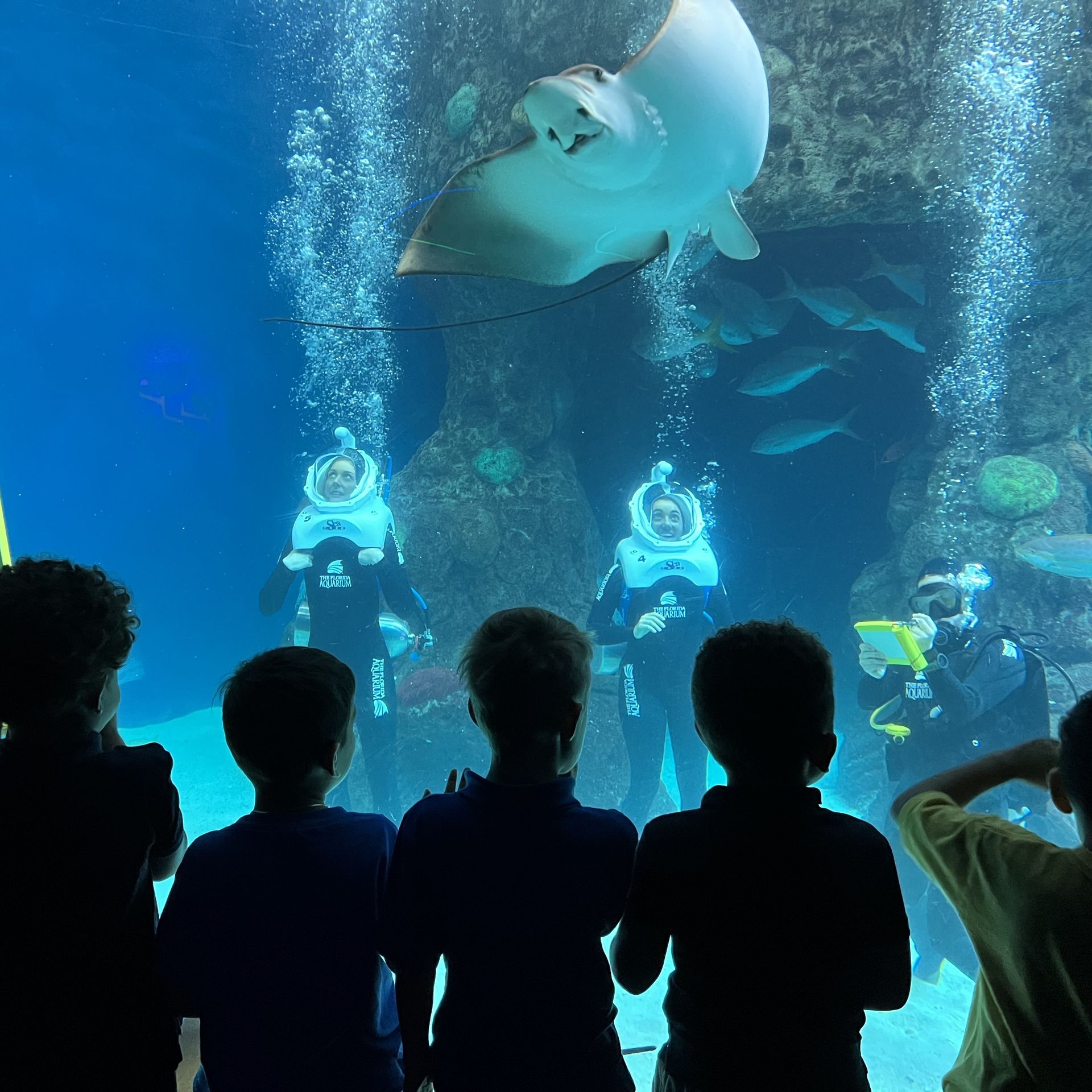 Get inside a Florida Aquarium tank with the SeaTrek experience