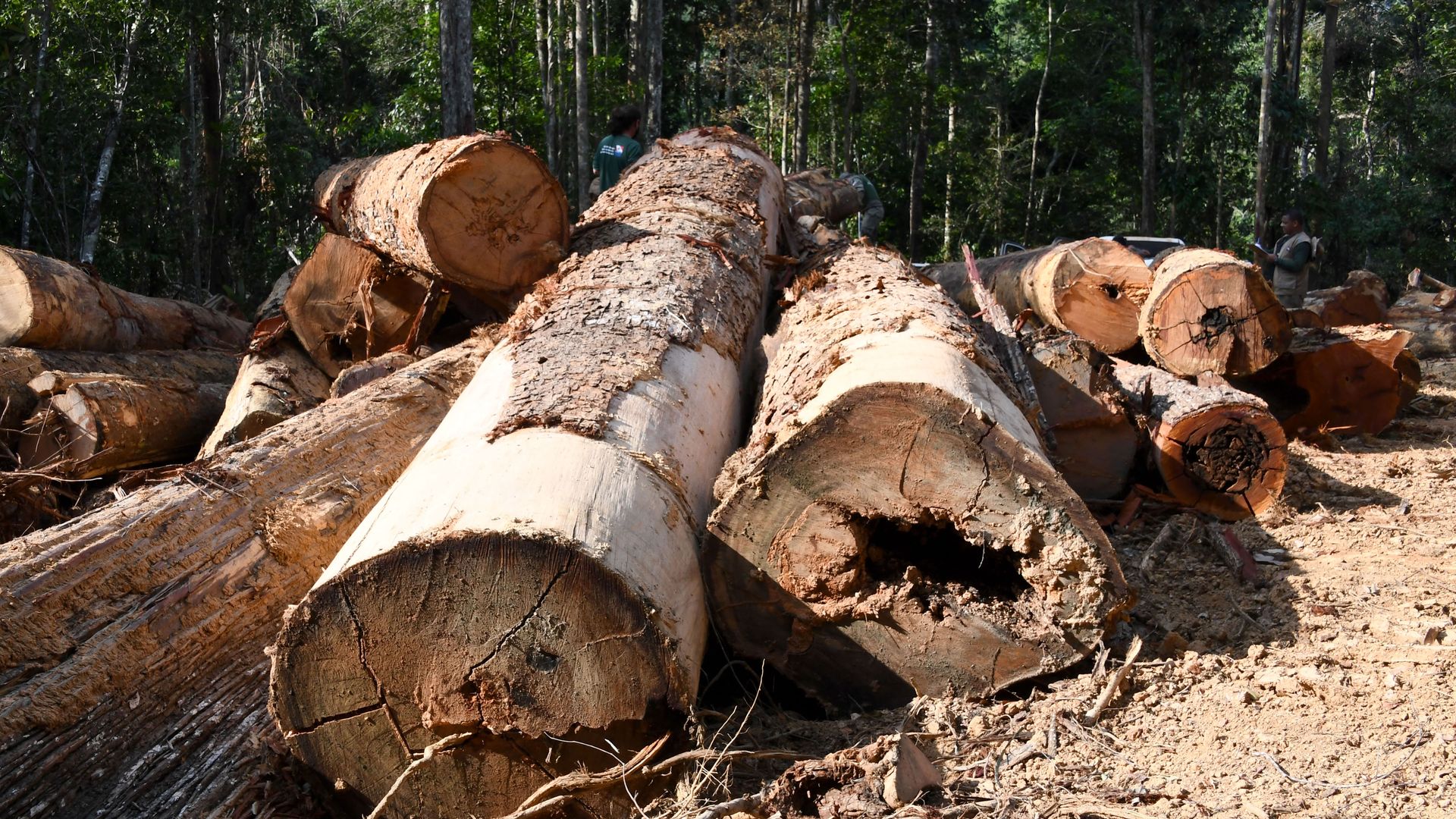 Photo of large tree trunks in a deforested area 