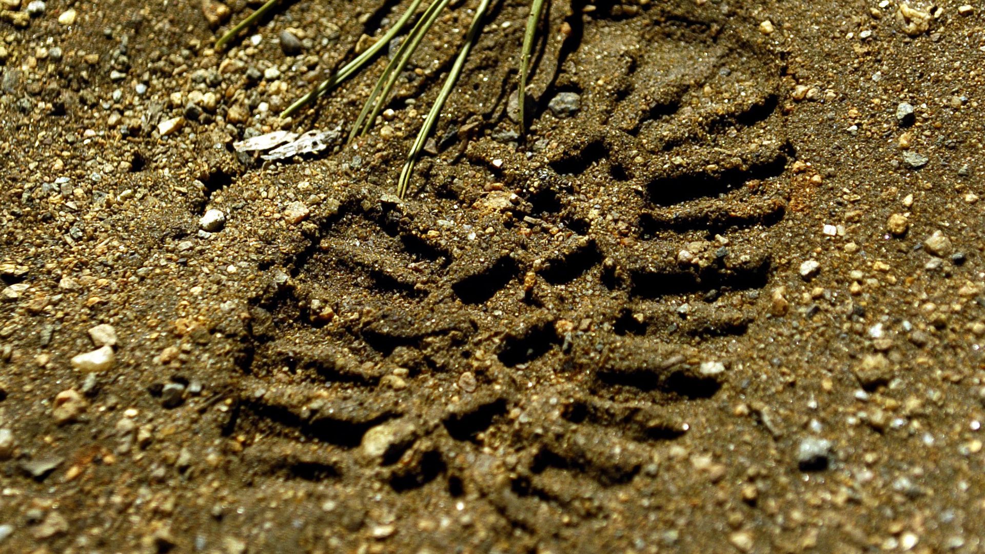 Mud foot print
