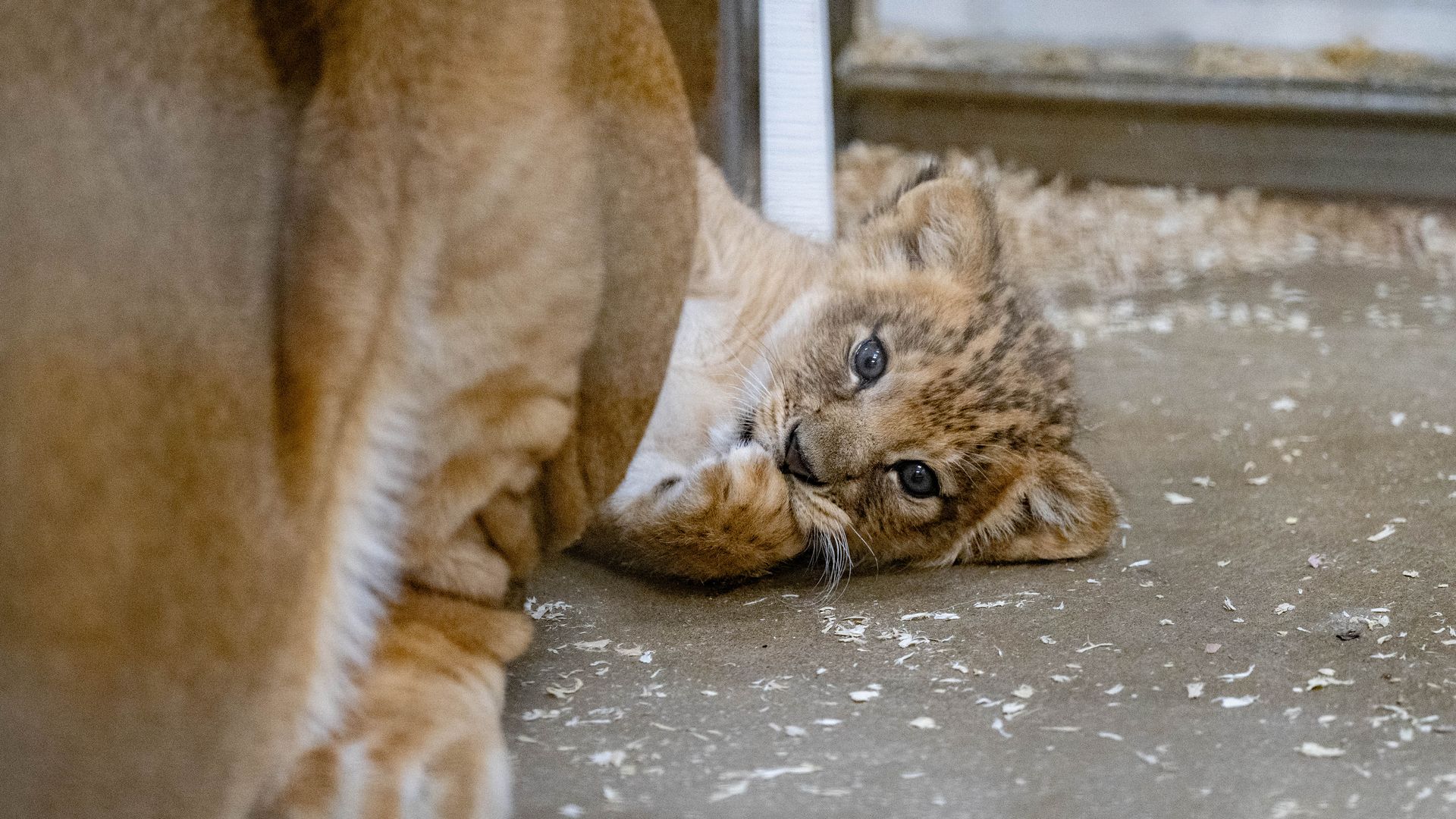 Photo: Courtesy of the Pittsburgh Zoo & Aquarium