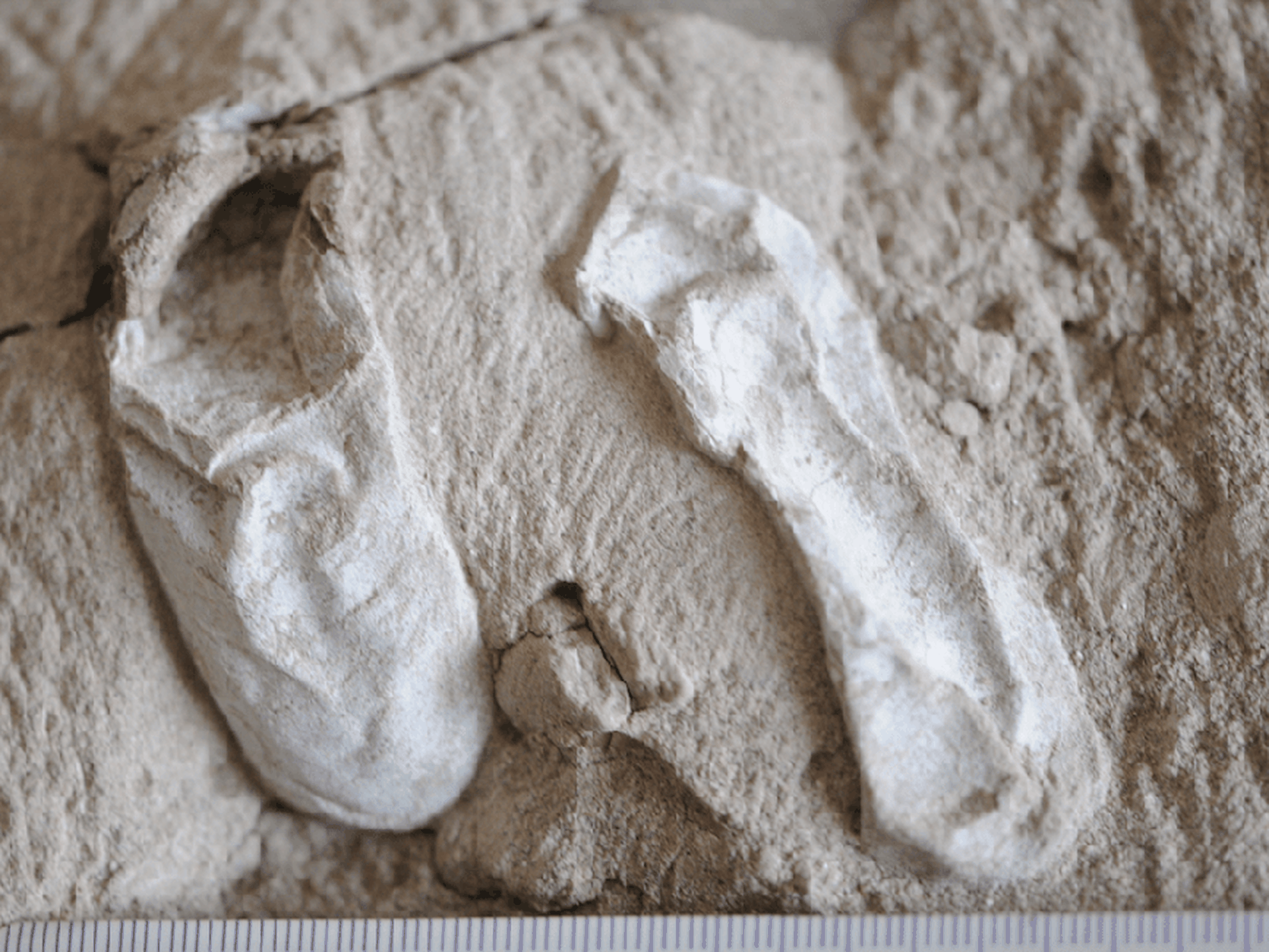 Pterosaur eggs help reveal the early life of flying reptiles