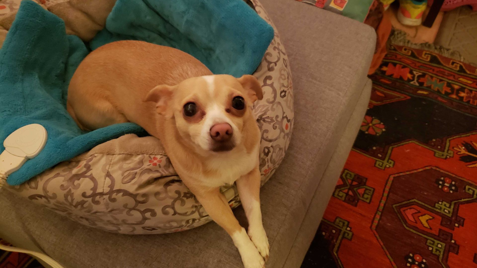 Dog on a heating pad in a dog bed