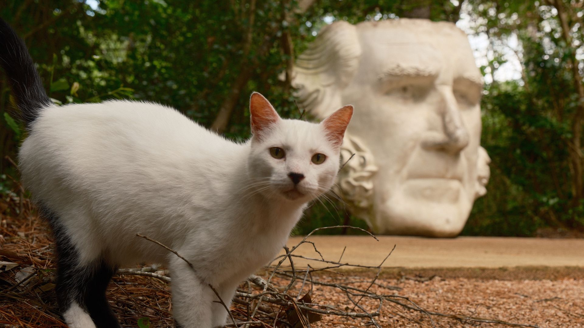 a cat next to a giant bust of Sam Houston