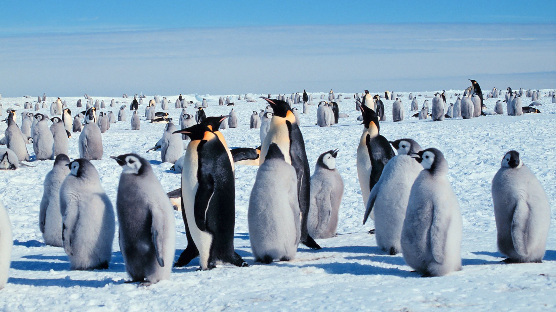 Emperor penguins with their young. Photo: HUM Images/Universal Images Group via Getty Images