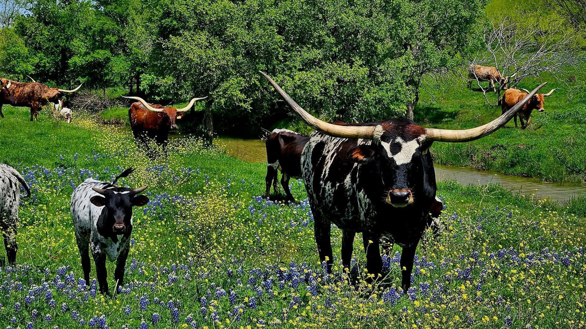 Longhorns and bluebonnets in a field.