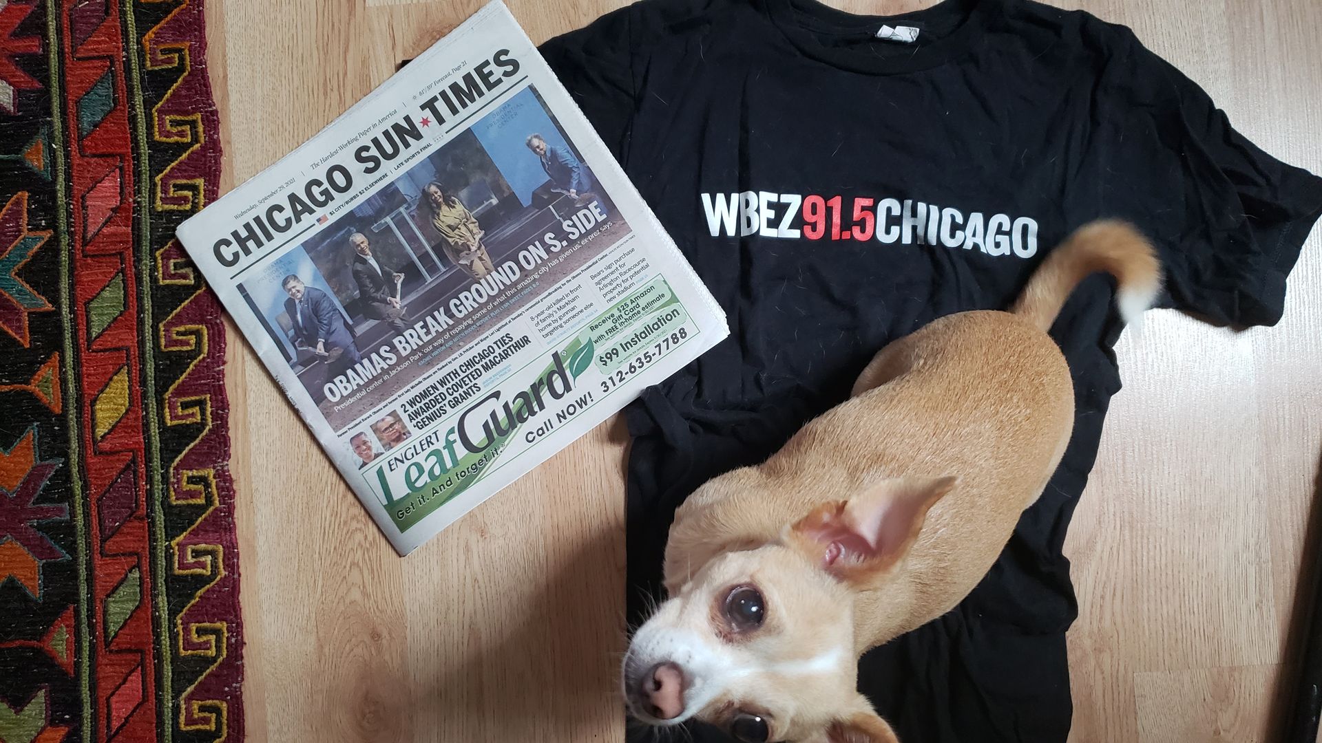 Dog with newspaper and t-shirt. 