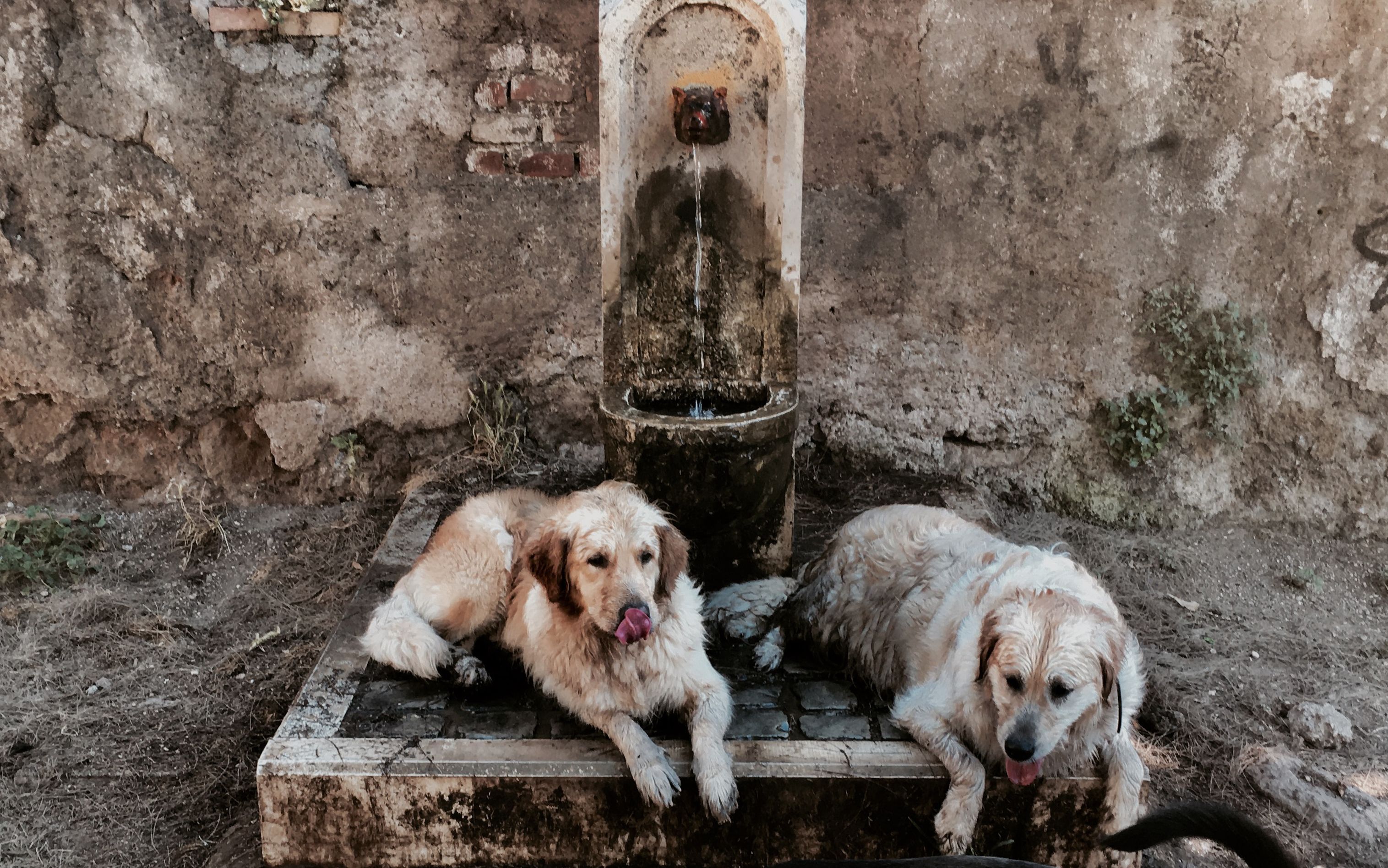 Dogs refresh by a public fountain during an unusually early summer heatwave on June 24.