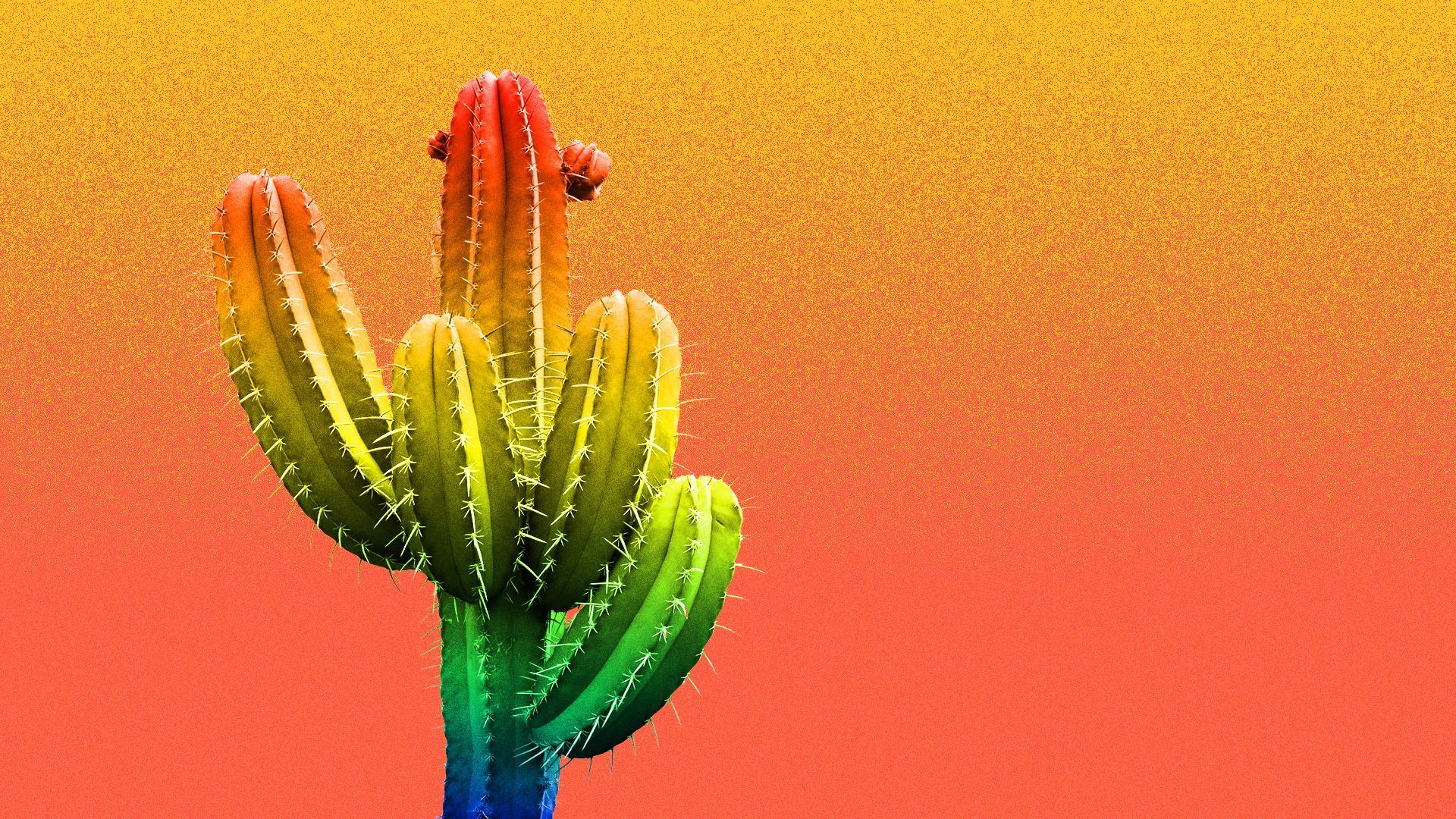 A saguaro cactus with a red orange yellow green and blue rainbow color pattern. 