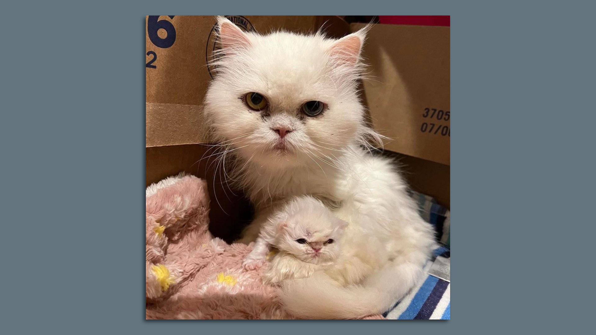 A white Persian adult cat with a white Persian kitten.