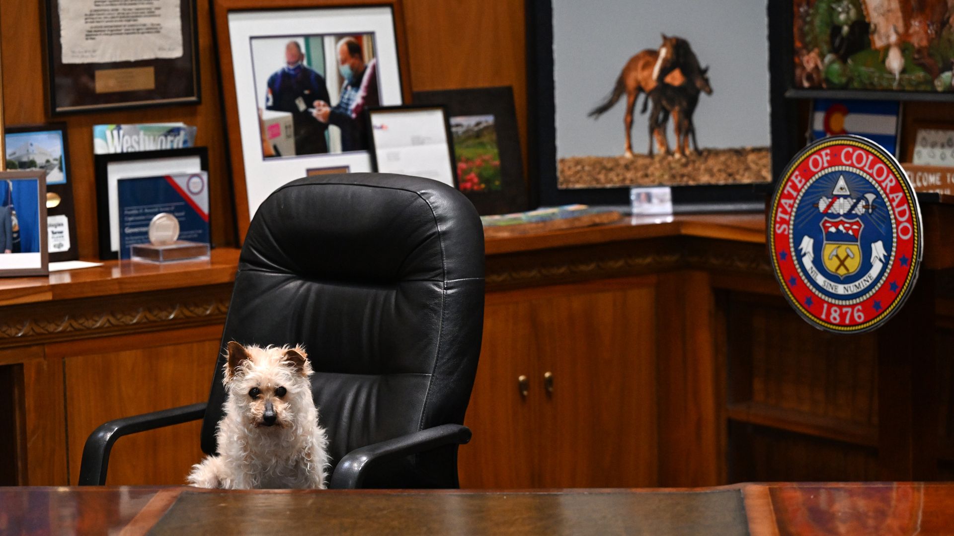 Small white dog sits in a black office chair at a wood desk; background features framed photos, documents, a large dog photo, and a Colorado state seal.