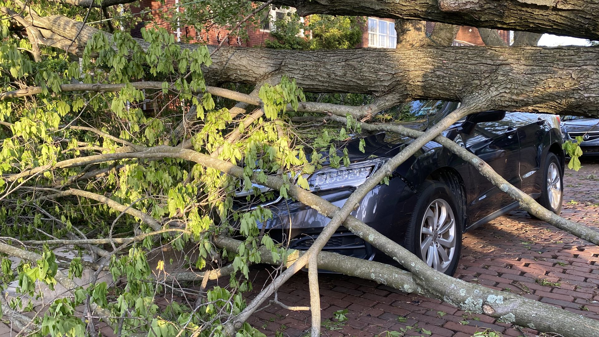 A car crushed by a tree
