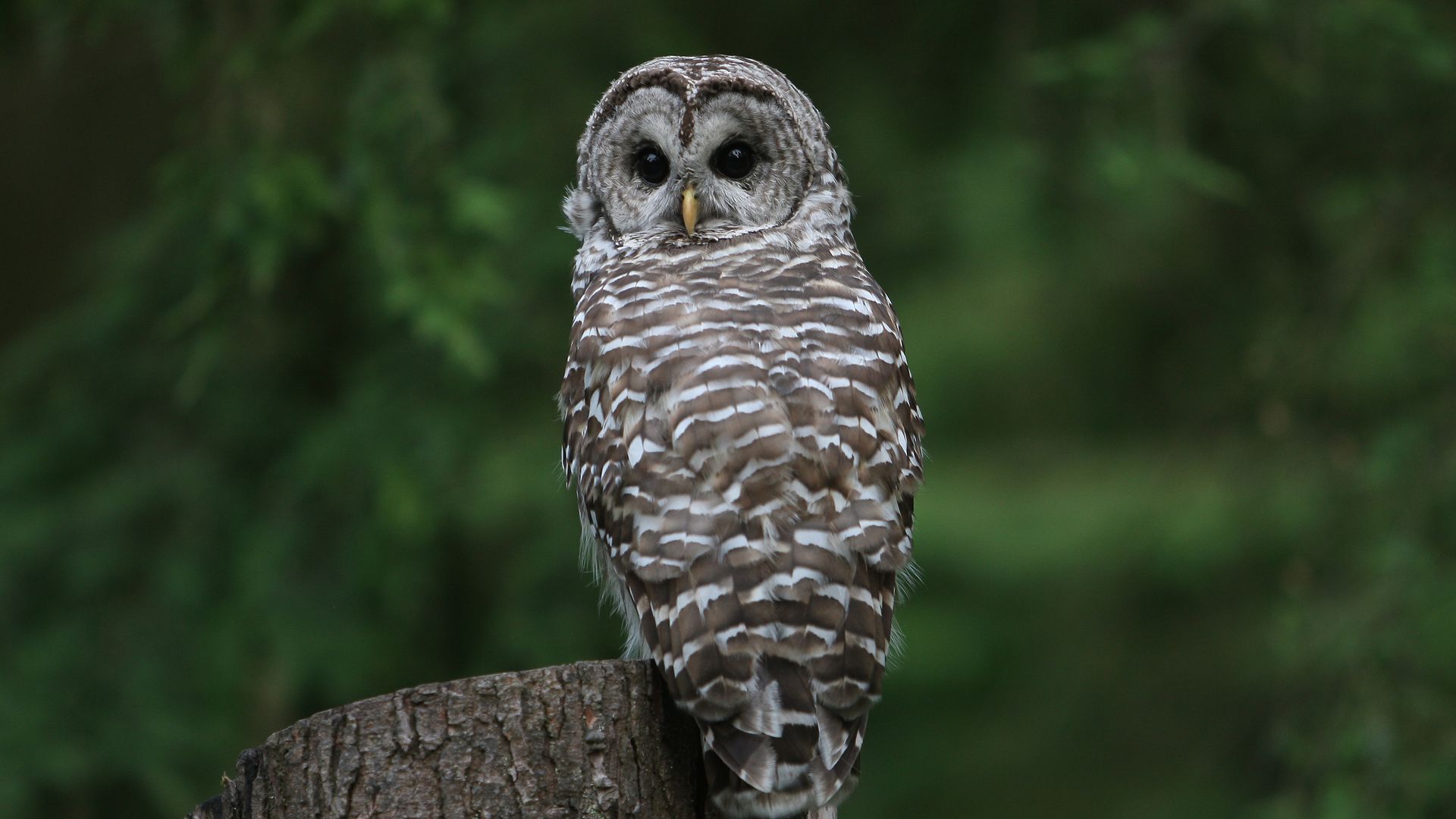Owl perched on a rough tree stump, brown and white striped feathers, large dark eyes, small yellow beak, against a blurred green forest background.