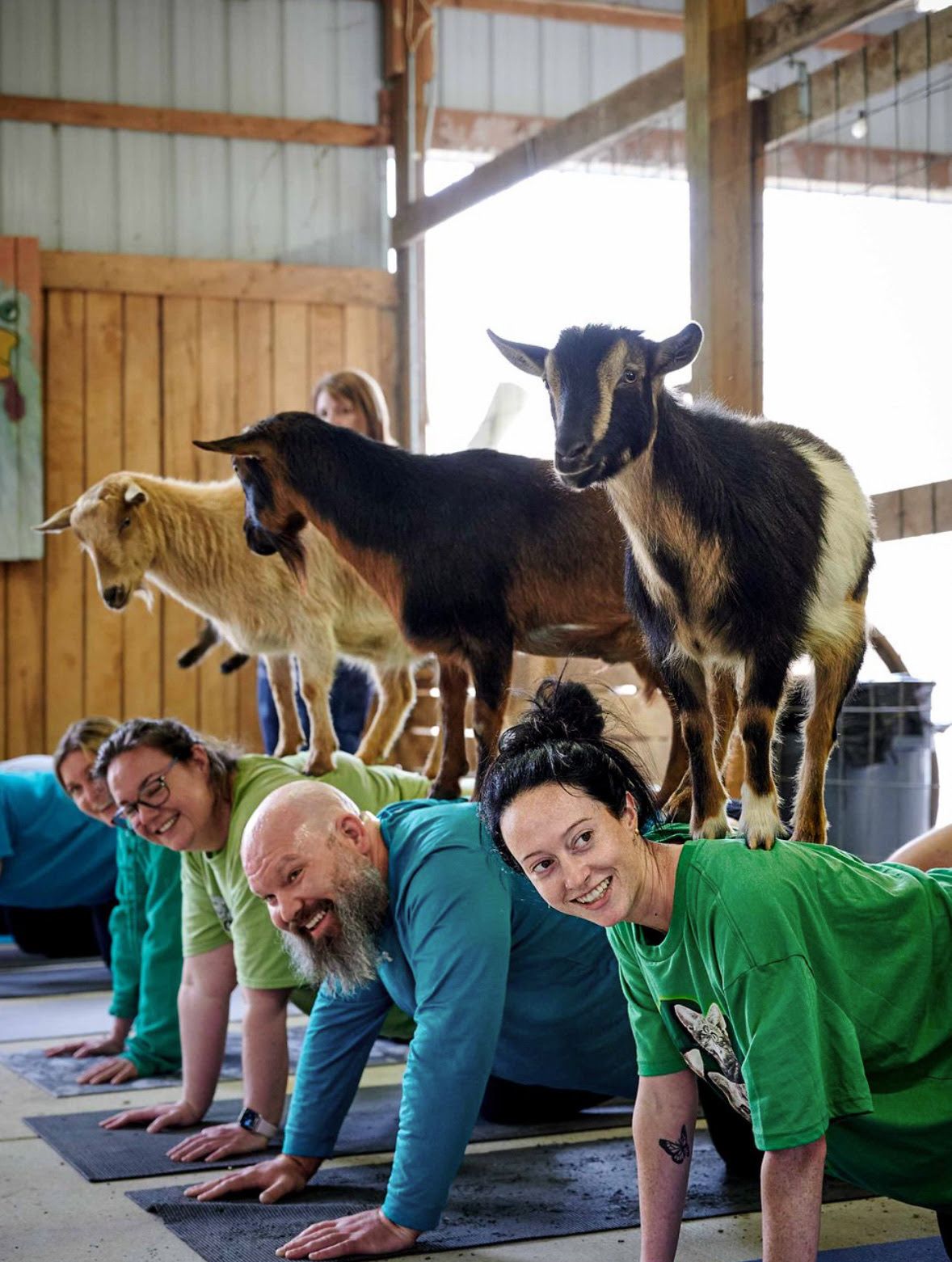 Goats doing yoga with people