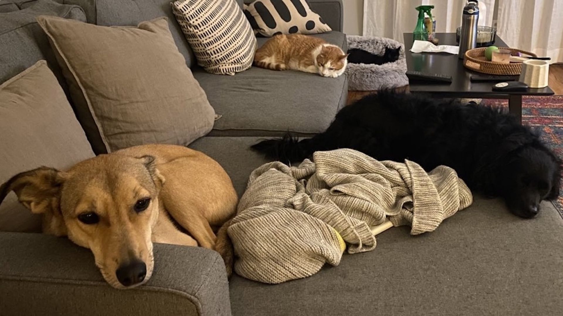 Two dogs nap on a gray couch: a tan dog on the left and a black dog on the right with a knit blanket between them; a small orange cat sleeps on the back of the sofa, with a coffee table nearby.