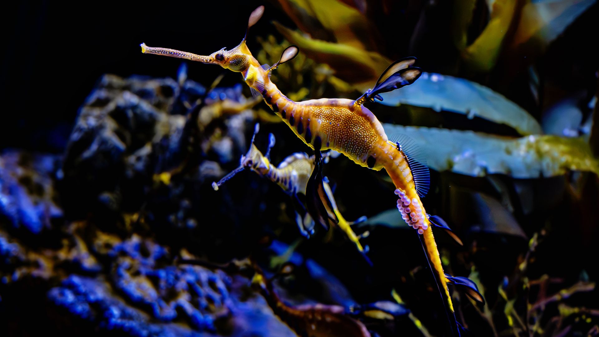 An orange-yellow seahorse-like creature with a long snout and fin-like appendages swims in a dark aquarium, with colorful plants in the background.