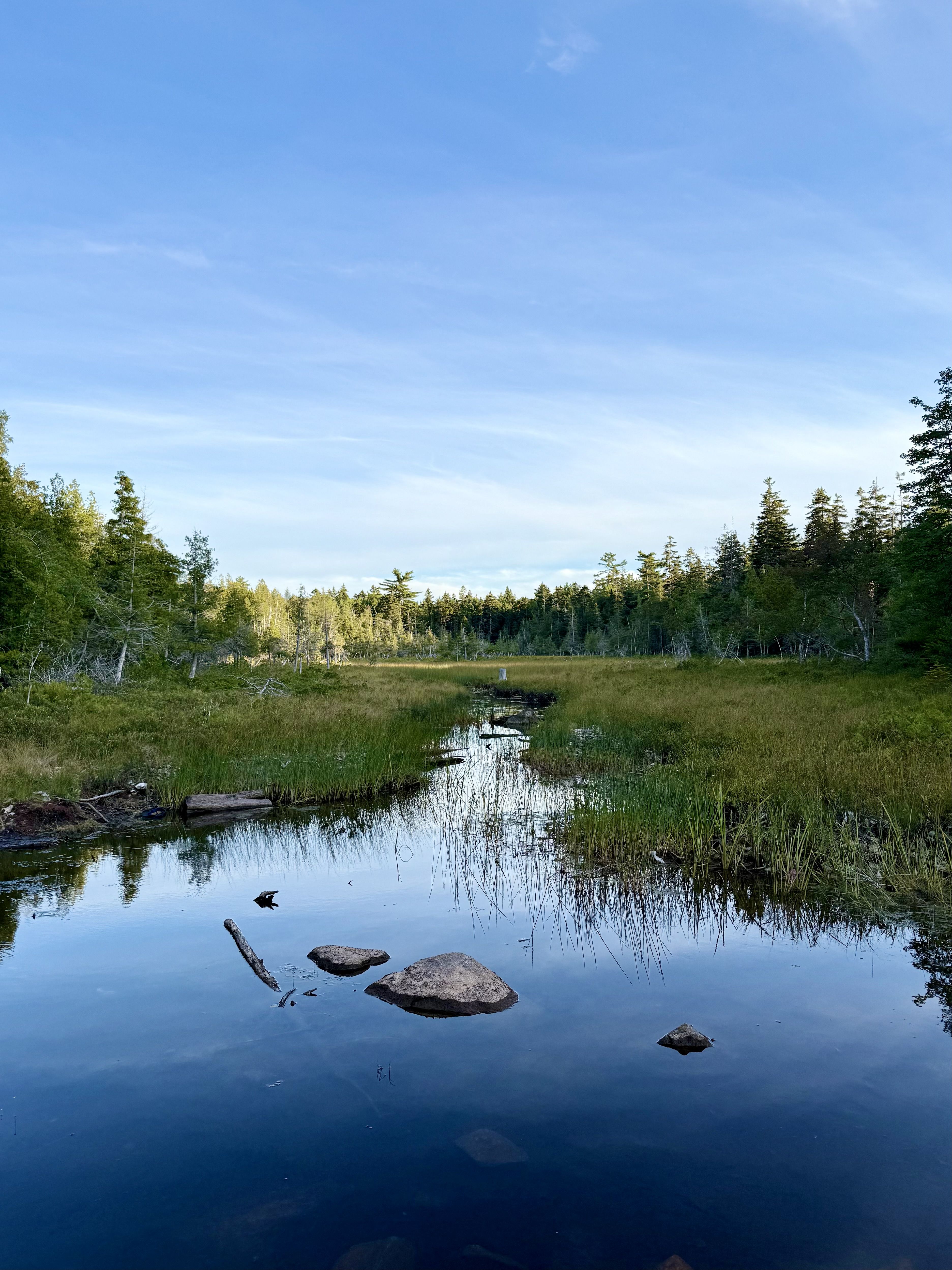 Wide marsh scene with a calm, reflective pool in the foreground, grassy banks, scattered rocks and fallen branches, and a dense stand of evergreen trees along the horizon under a clear blue sky.