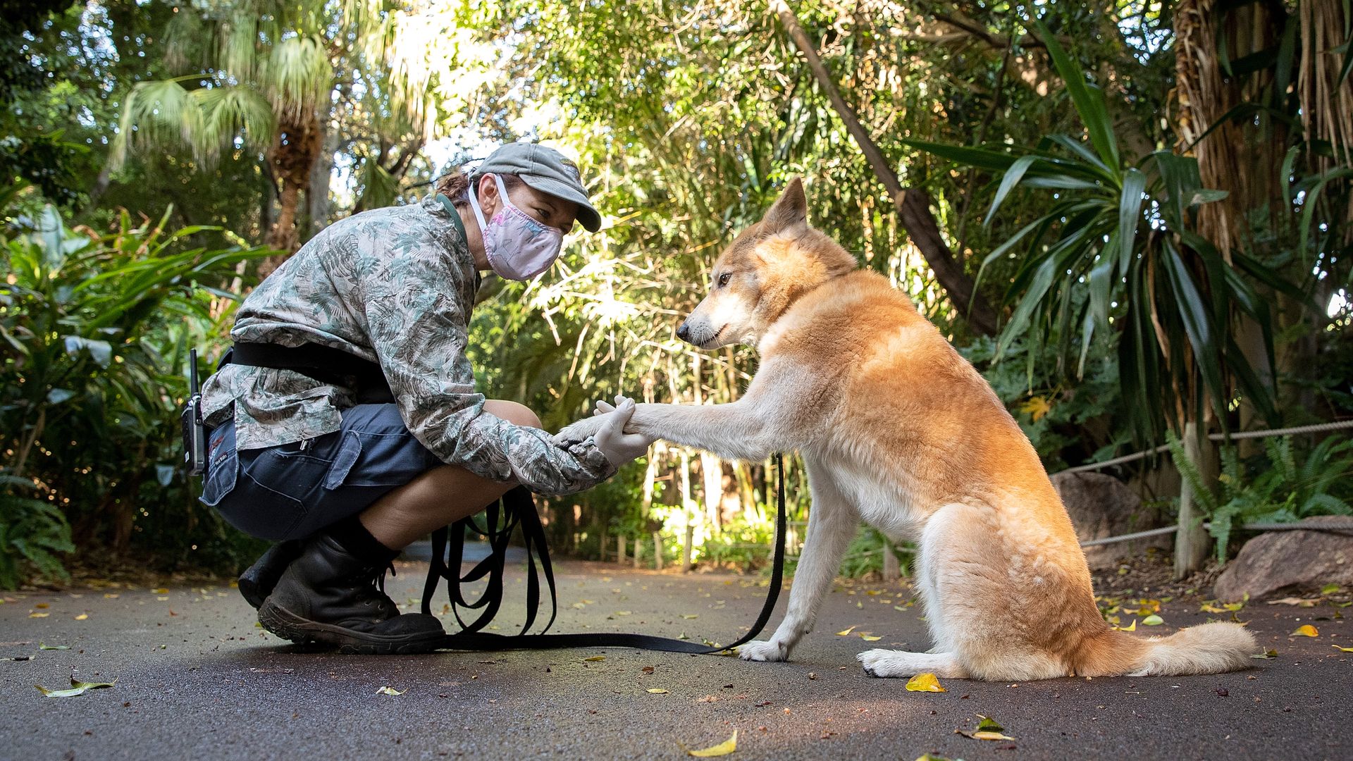 Zoo Keeper Lisa Fletcher interacts with Mirri the Dingo whilst on a walk at Perth Zoo on April 23, 2020