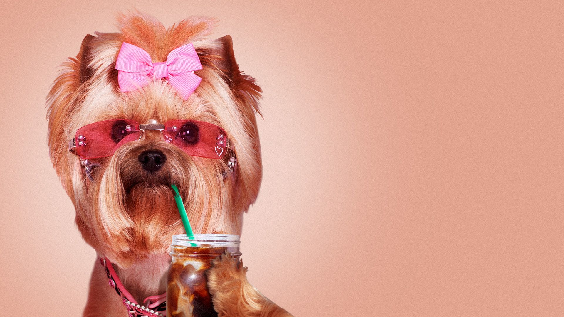Illustration of a yorkie wearing sunglasses and sipping a cold brew coffee.