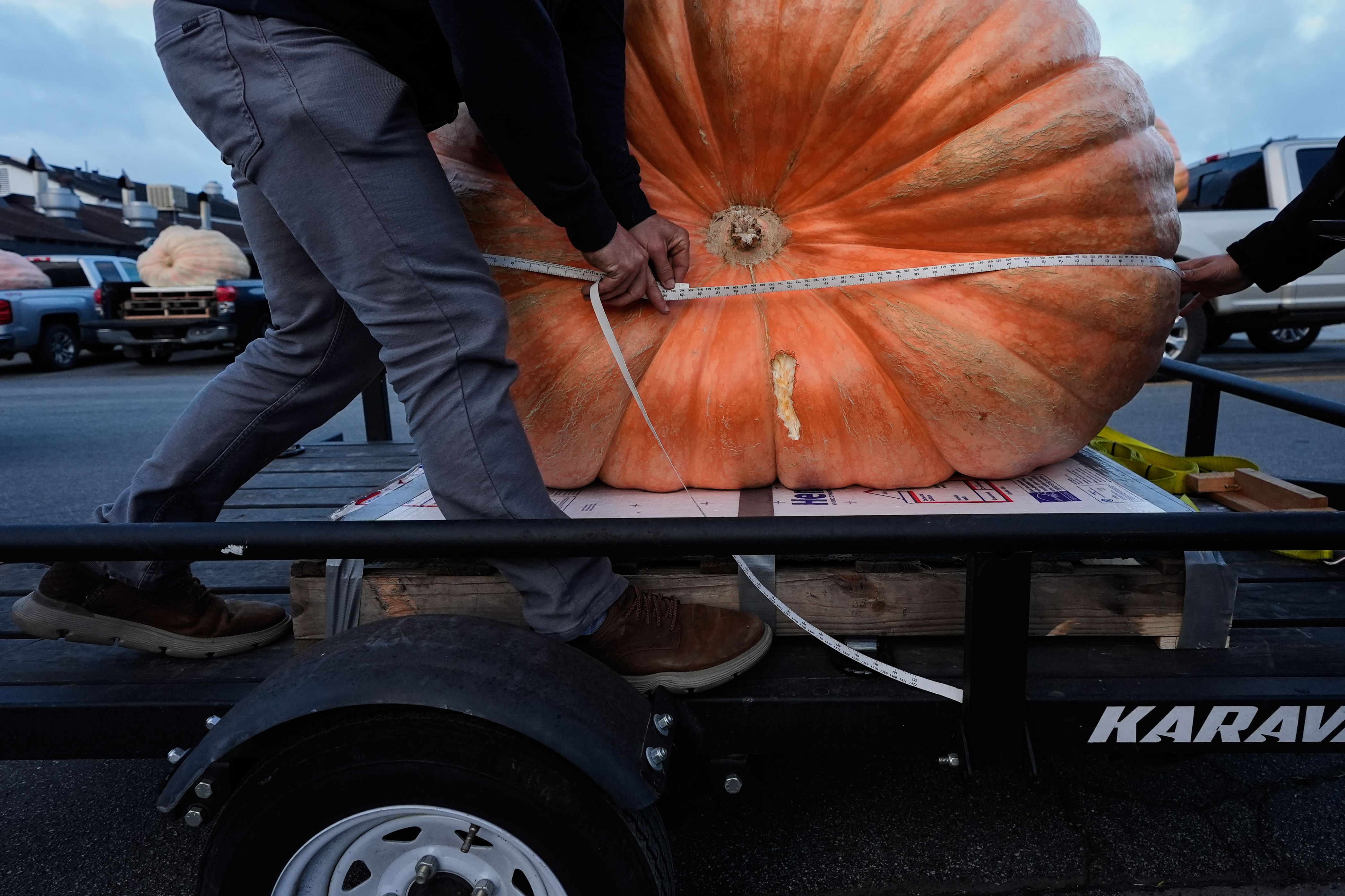 A giant pumpkin is measured at the 52nd annual World Championship Pumpkin Weigh-Off in Half Moon Bay, Calif., Monday, Oct. 13, 2025. (AP Photo/Godofredo A. Vásquez)