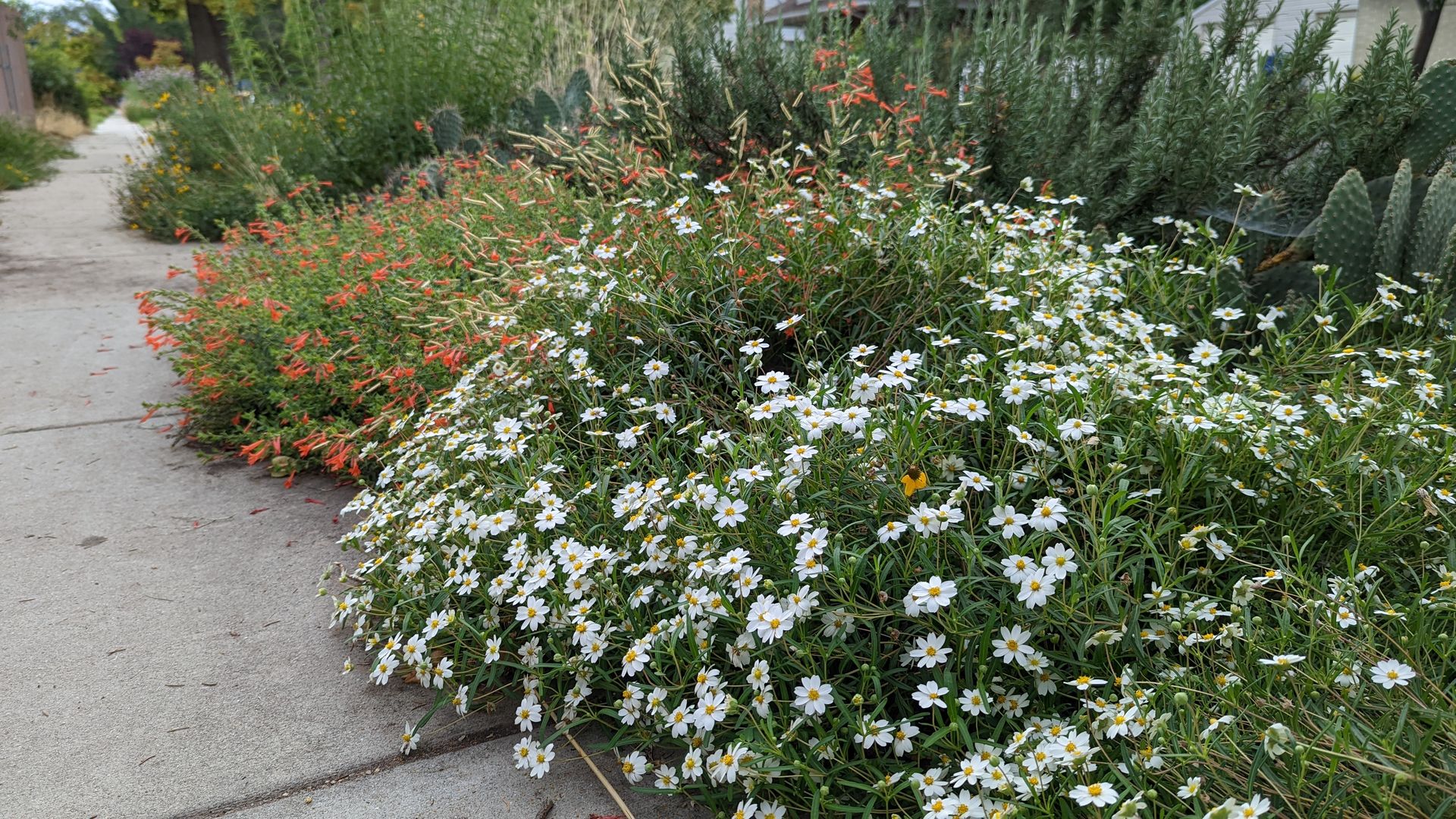 White daisy flowers bloom in front of red trumpet-shaped flowers. 