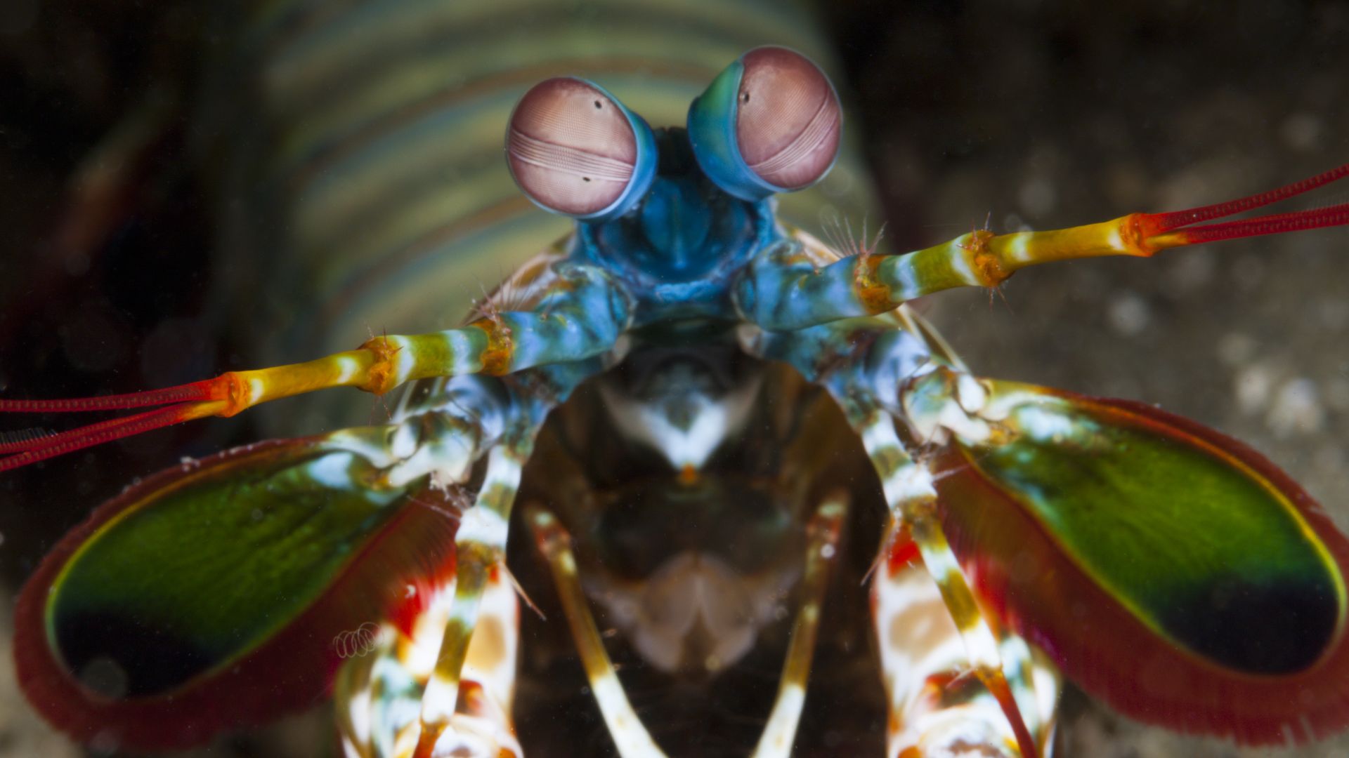 A closeup of the beady eyes of a Mantis shrimp.