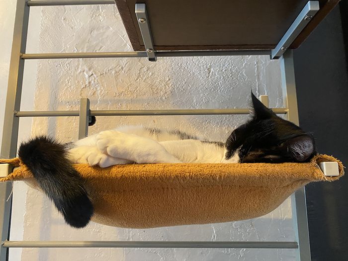 mac tabby cat cafe noda 