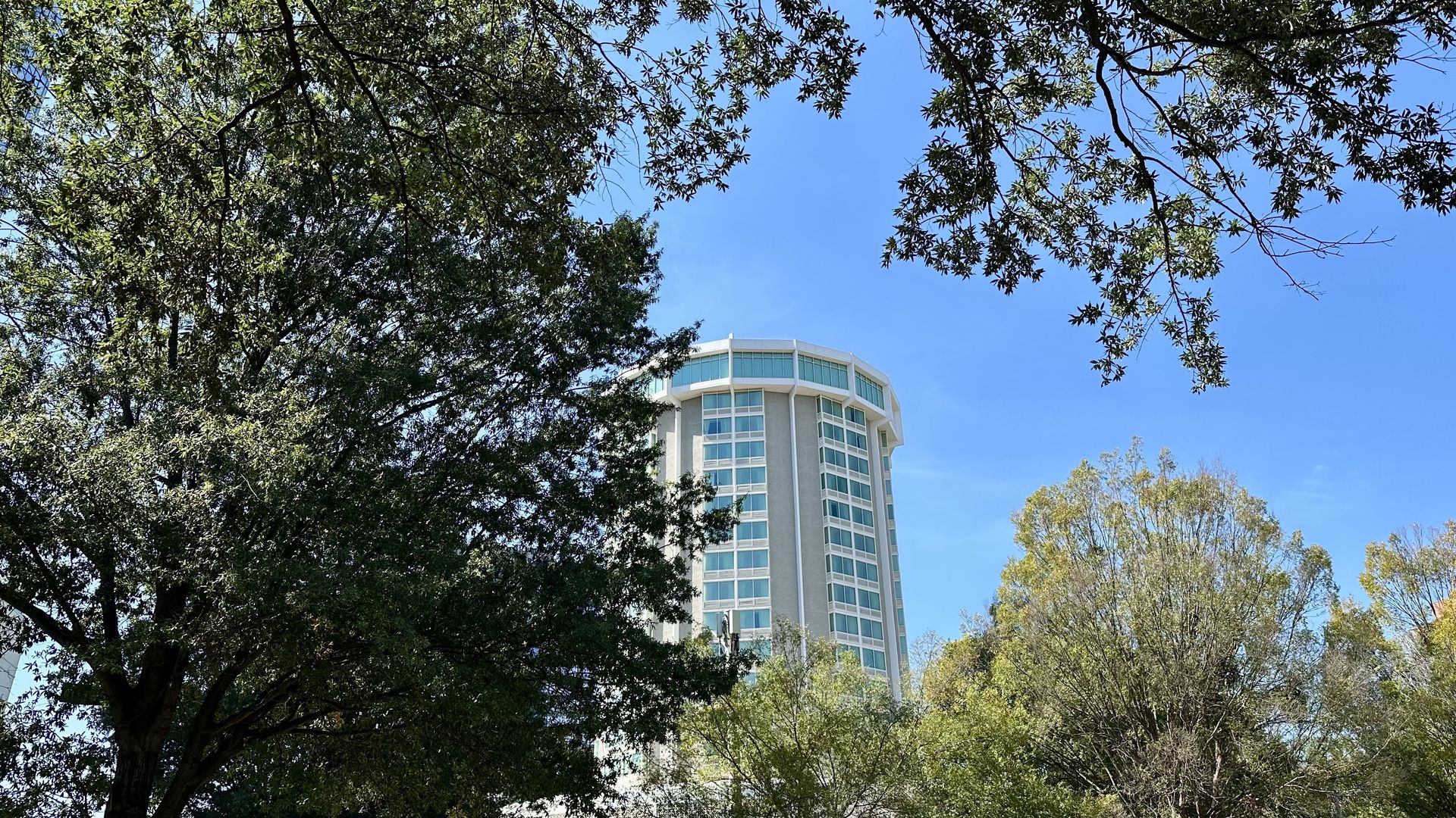 Looking up through a dense canopy of green leaves, blue sky above; a modern white apartment building peeks through the trees on the right.