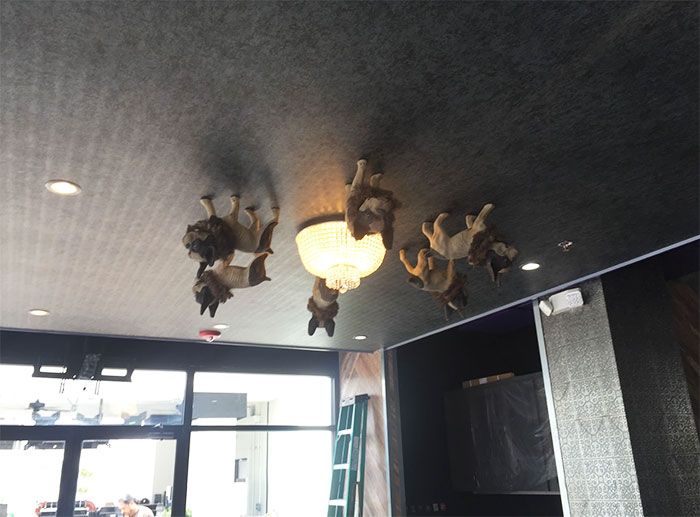 ink-n-ivy-dogs-on-ceiling