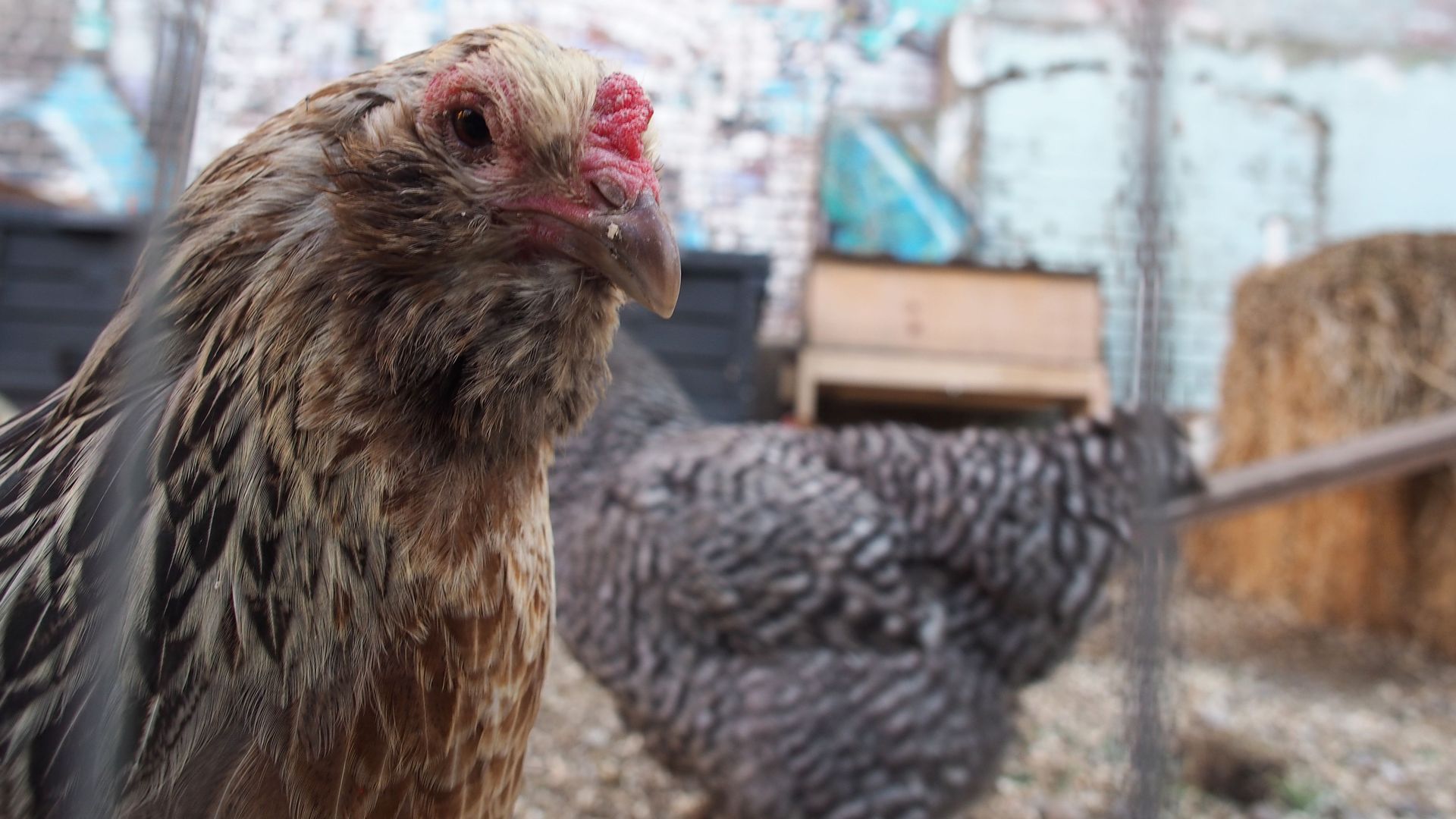 Chickens owned by upscale Manuela restaurant in downtown Los Angeles.