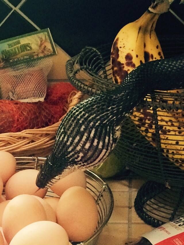 spice cabinet snake steals egg