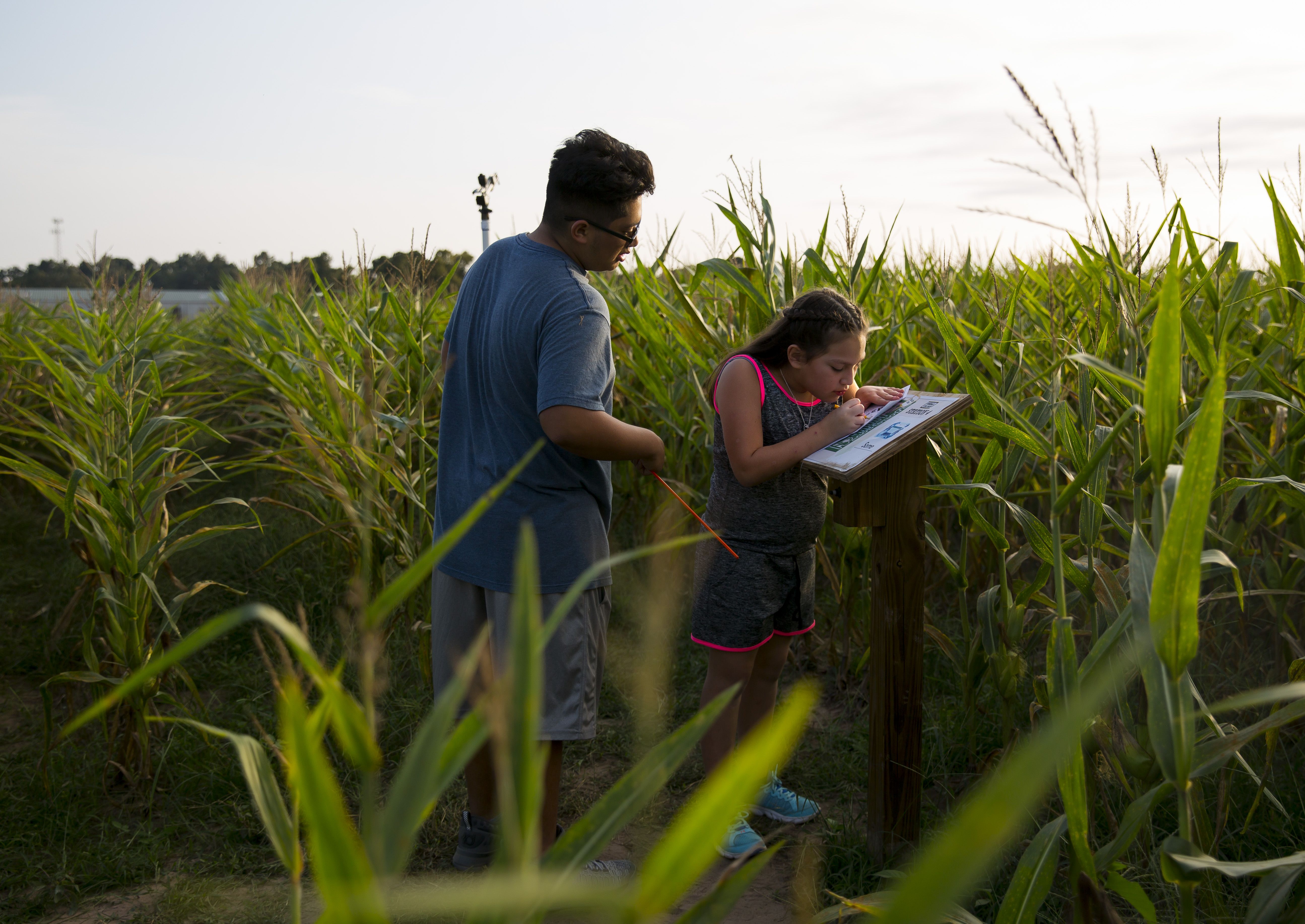 A photo of two people in a corn field.