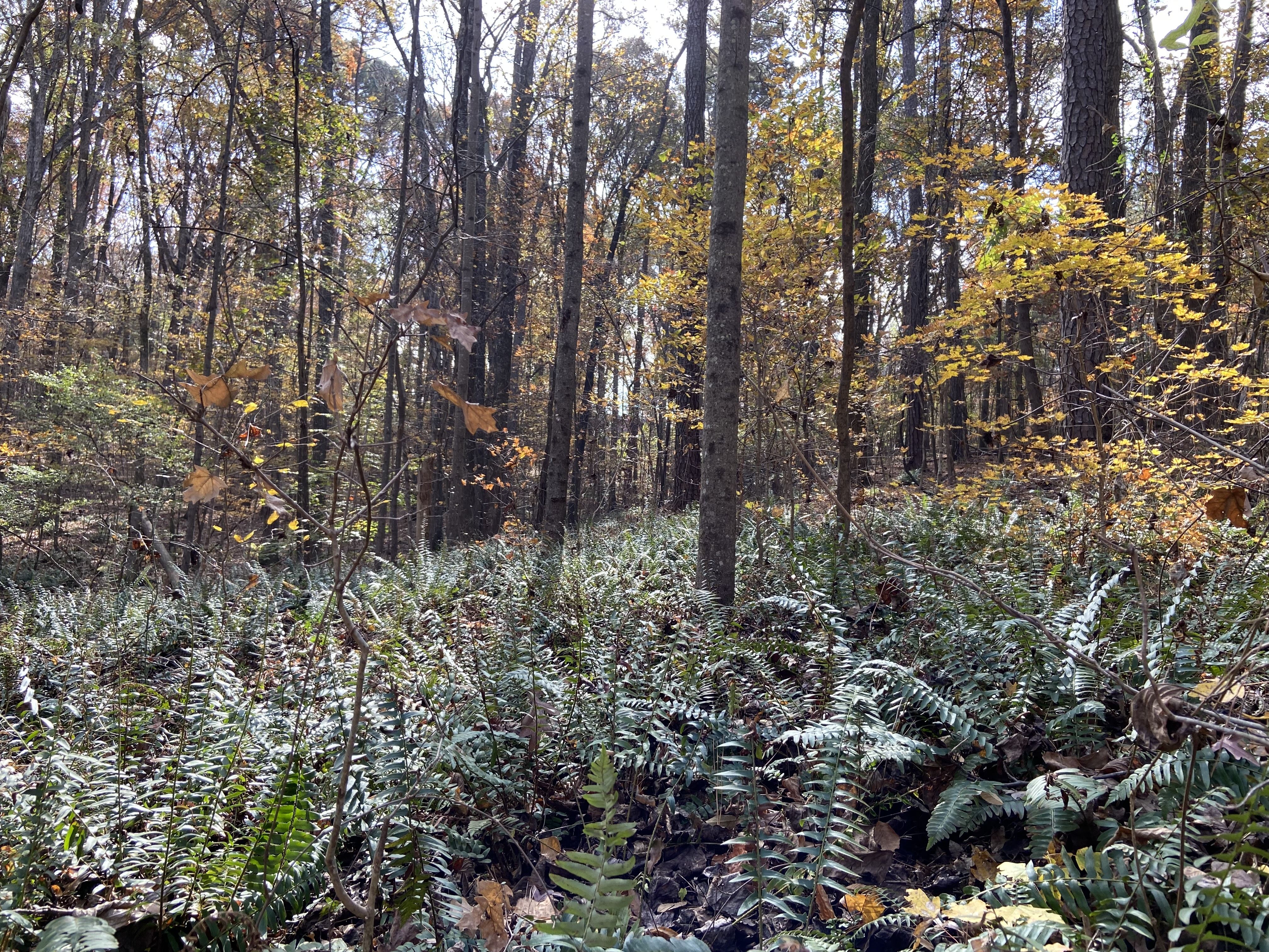 A photo of ferns in the middle of a forest during the autumn
