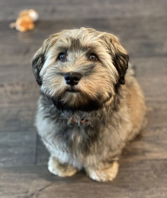 pandemic pet, Charlotte Humane Society, CMPD Animal Care & Control, AC&C pandemic puppy