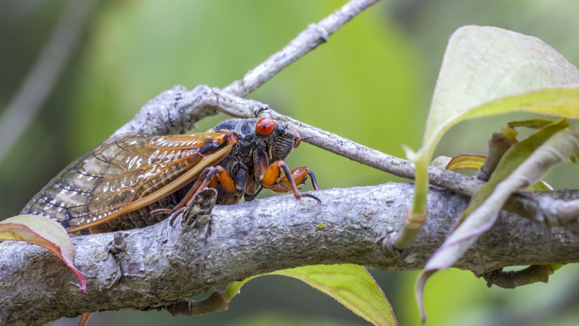 Photo of cicada