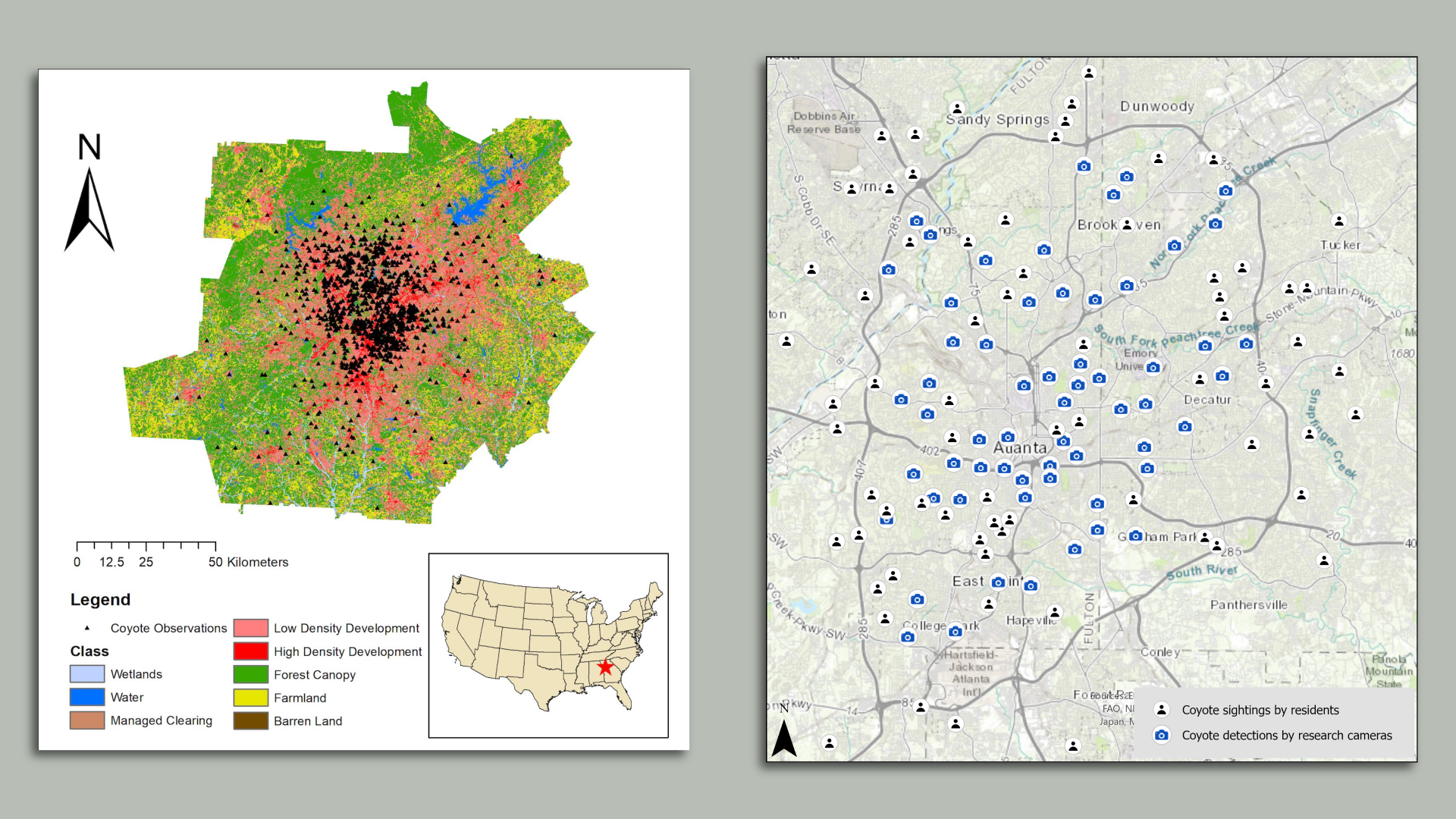 An image of two maps that display reported coyote sightings in Georgia.