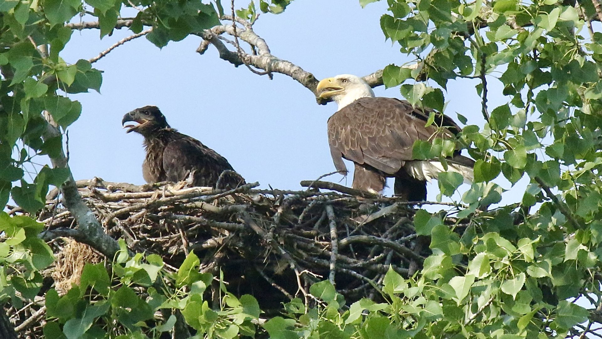 Two bald eagles — an adult and a juvenile, without the signature white head — sit in a nest.