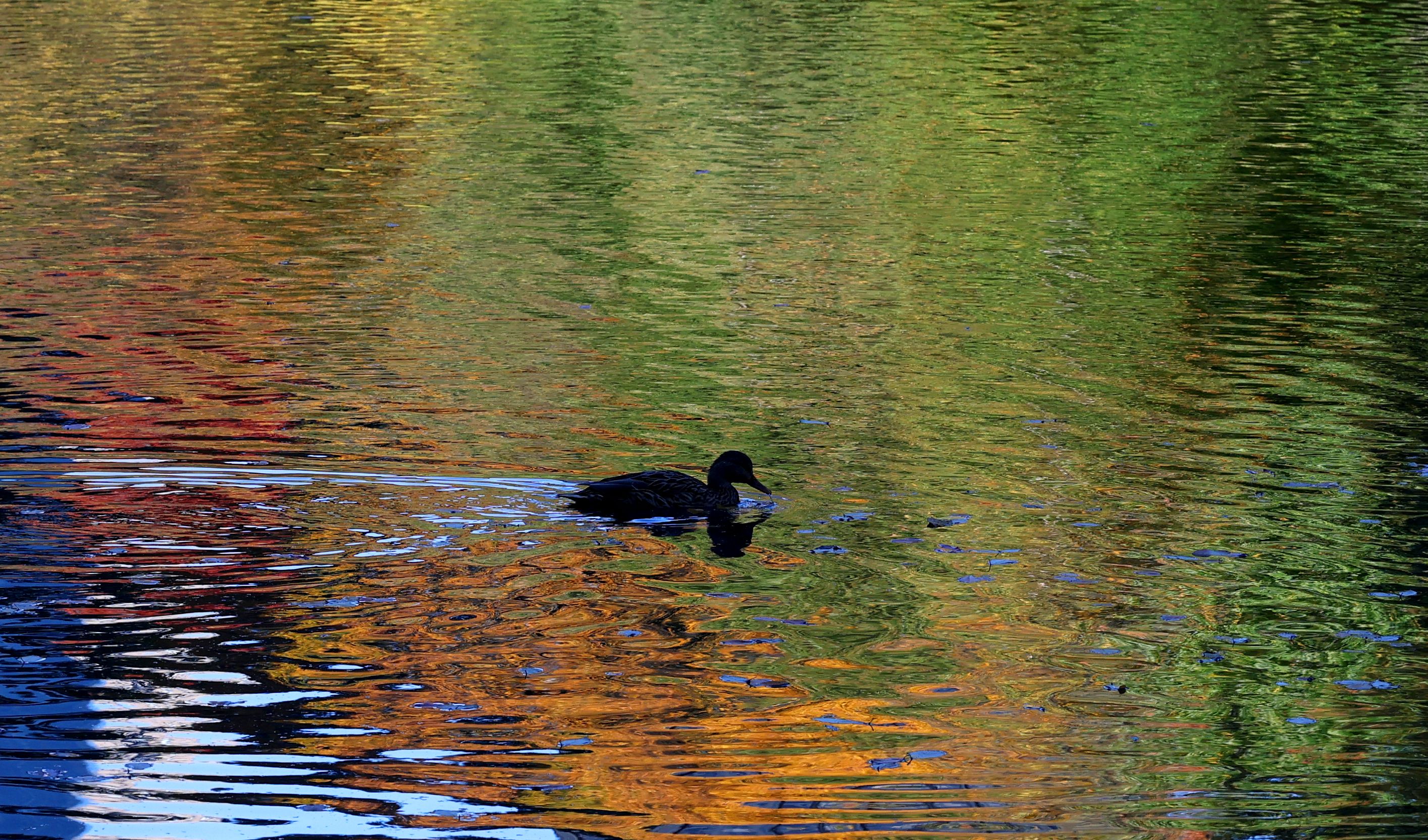 Duck swims through a pod, fall colors are reflected in the water