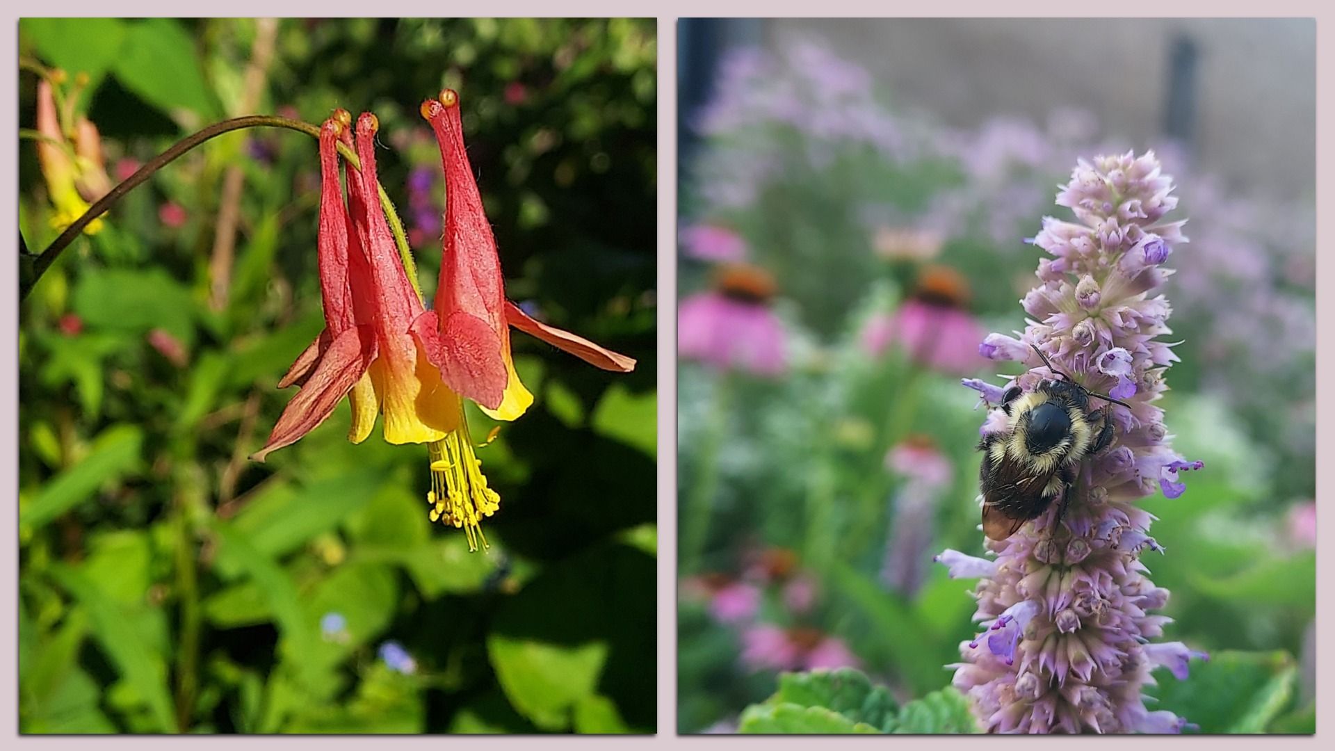 Left panel shows red-orange, hanging flowers with yellow centers in a green garden. Right panel shows a bumblebee on a tall pink-lavender flower spike.