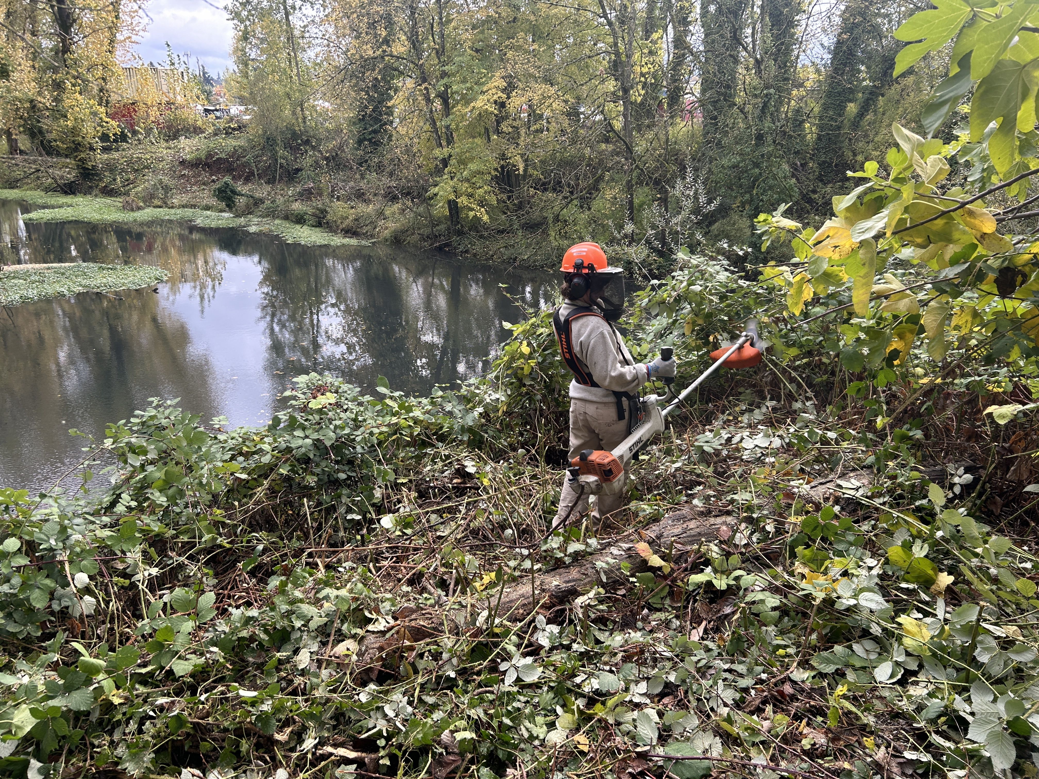 Worker in an orange safety helmet and gear operates a gas-powered brush cutter beside a calm river, with dense trees and yellowing leaves along the bank.