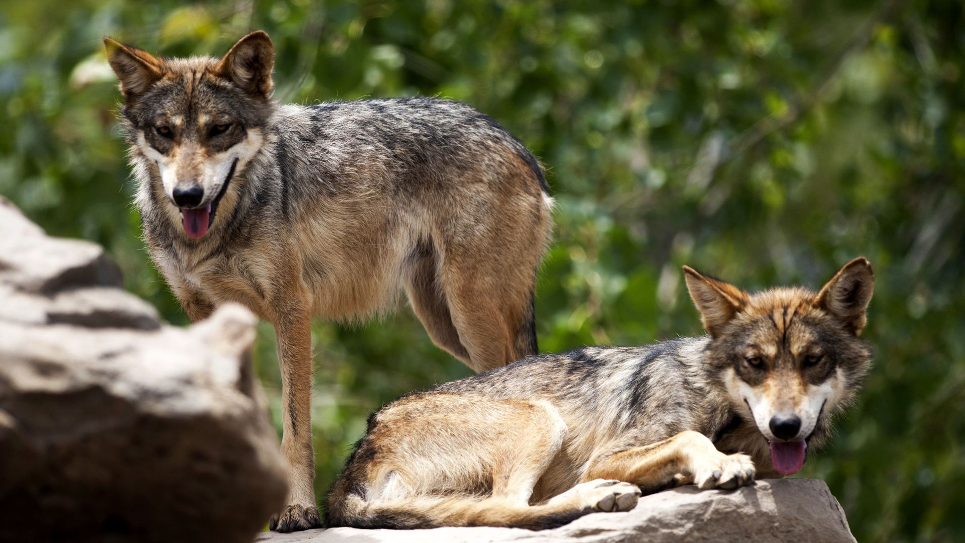 Mexican gray wolves are seen at the Desert Museum, in Saltillo, Coahuila state, Mexico,