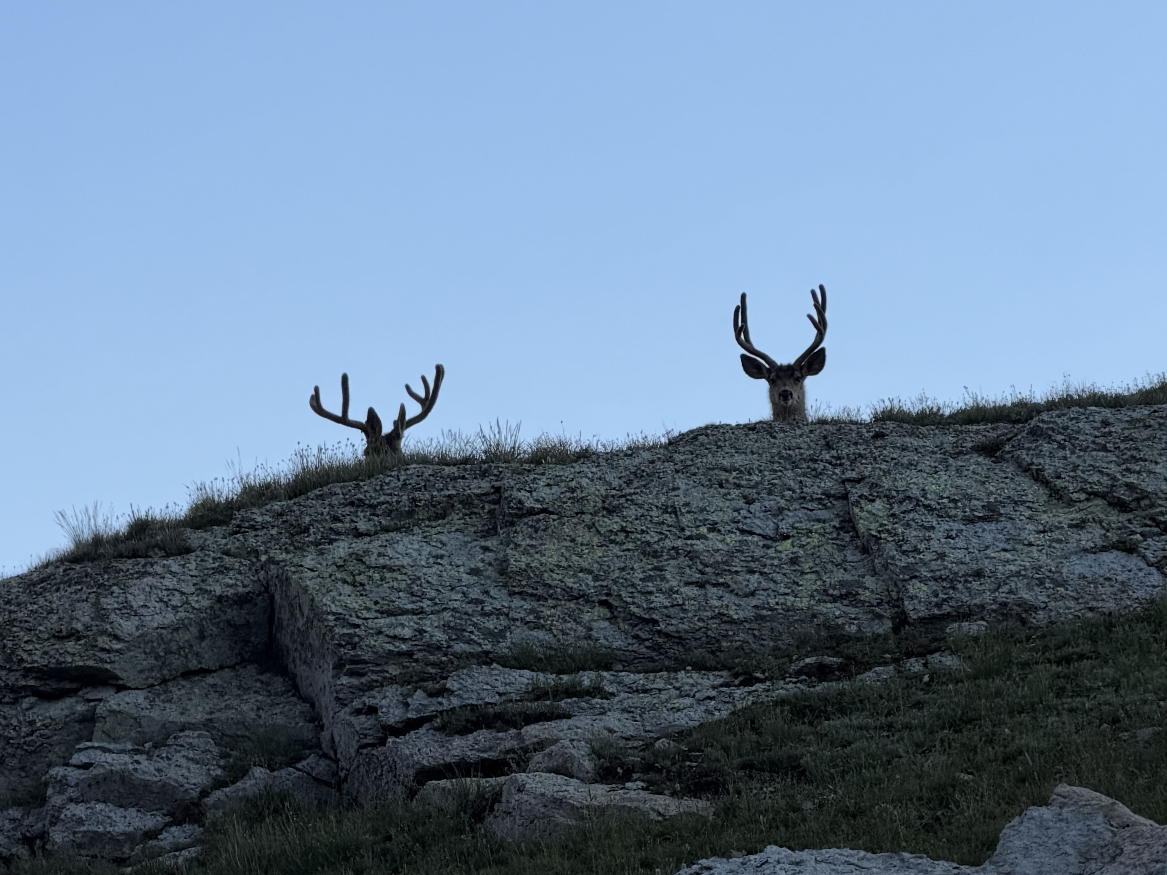 Two deer with large antlers peek over a rocky, grassy hillside, against a clear blue sky.