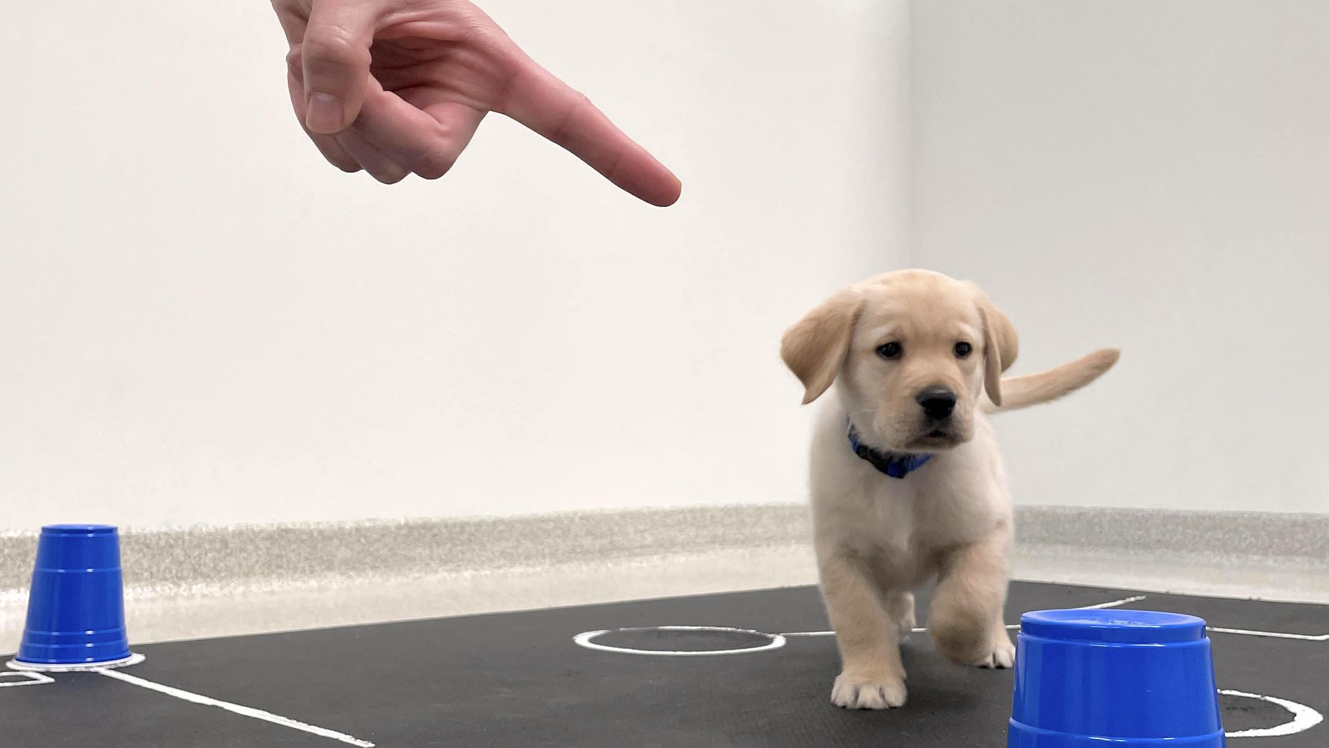 Photo of a puppy and of a human hand pointing it to a cup