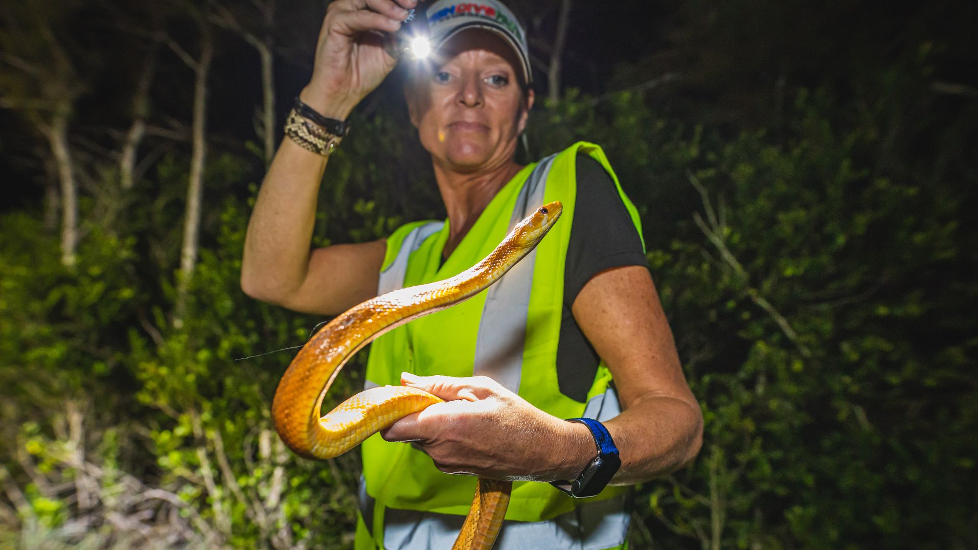 Siewe shining her flashlight on a yellow rat snake in her hand