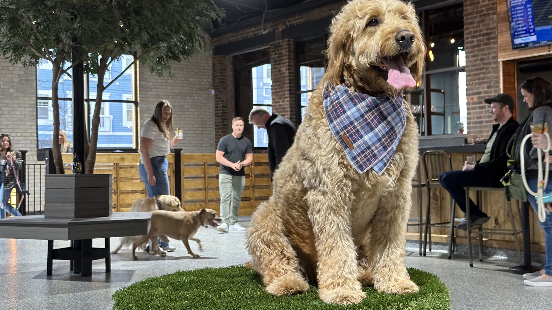 A young goolden doodle with a plaid blue bandana poses for a photo in Park-9 Dog Bar's off-leash area.