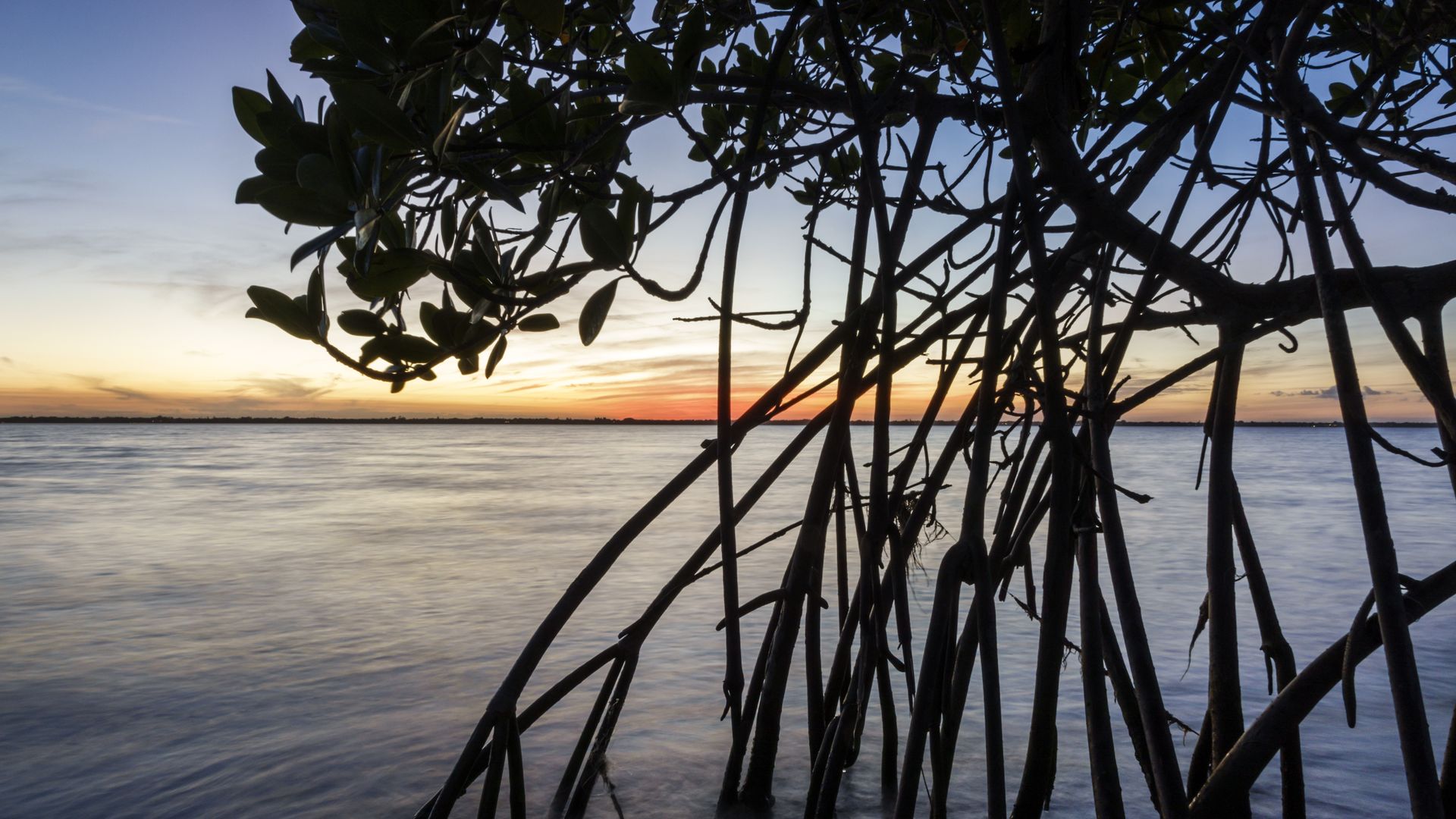 A mangrove tree with spindly roots is silhouetted against a blue and orange sunset 