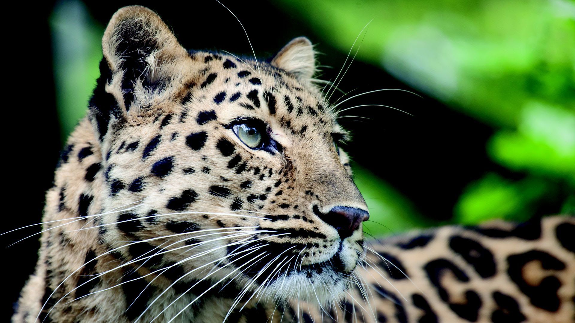 A Jaguar at the Nashville Zoo.