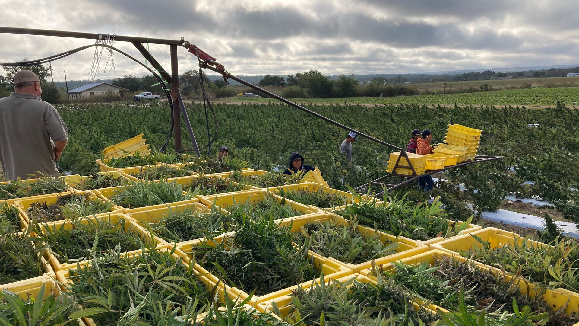 A photo of boxes of hemp with workers surrounding them.