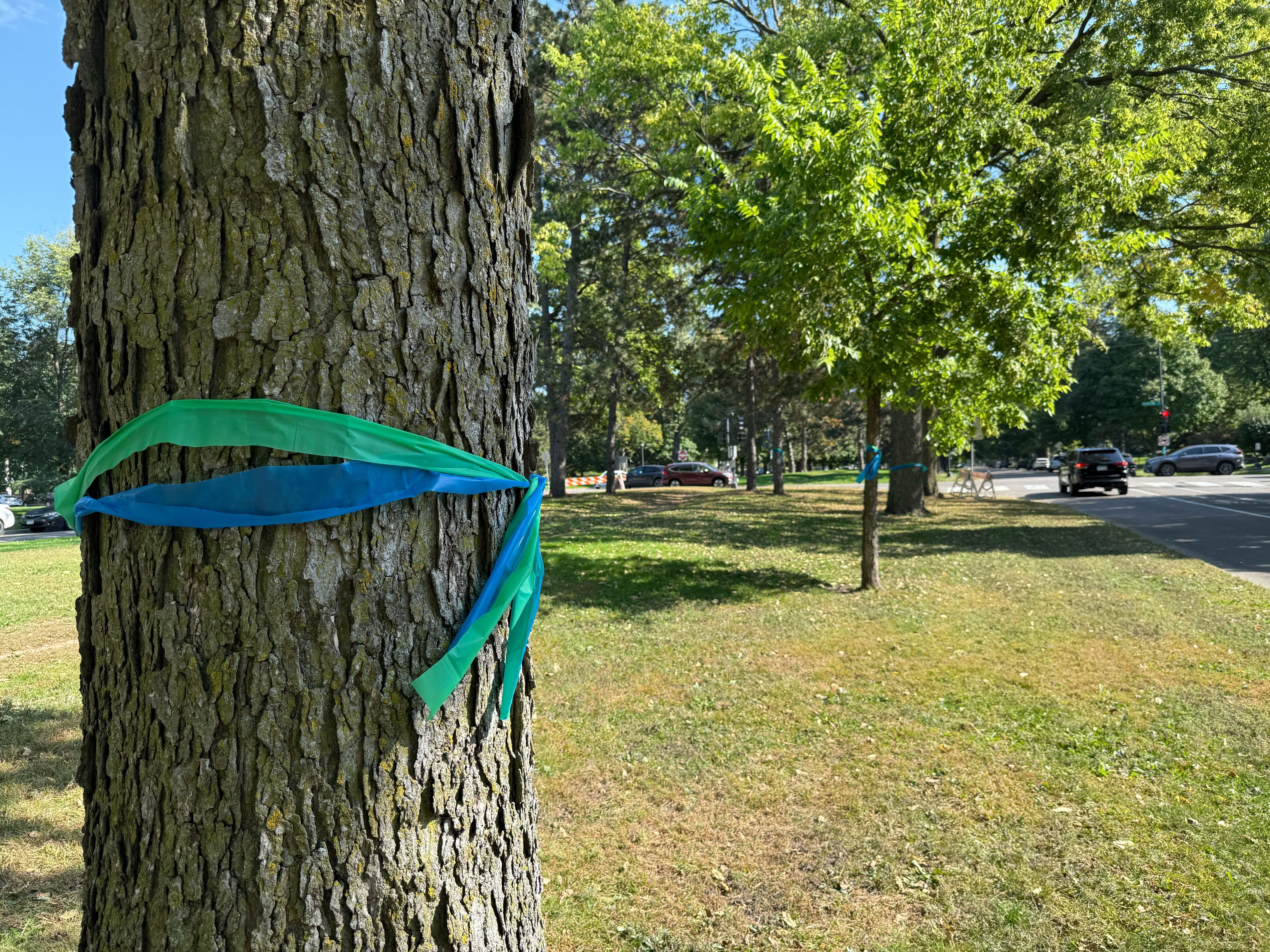Green and blue ribbons tied around a large tree trunk in grassy median with several trees and a road with cars in the background.